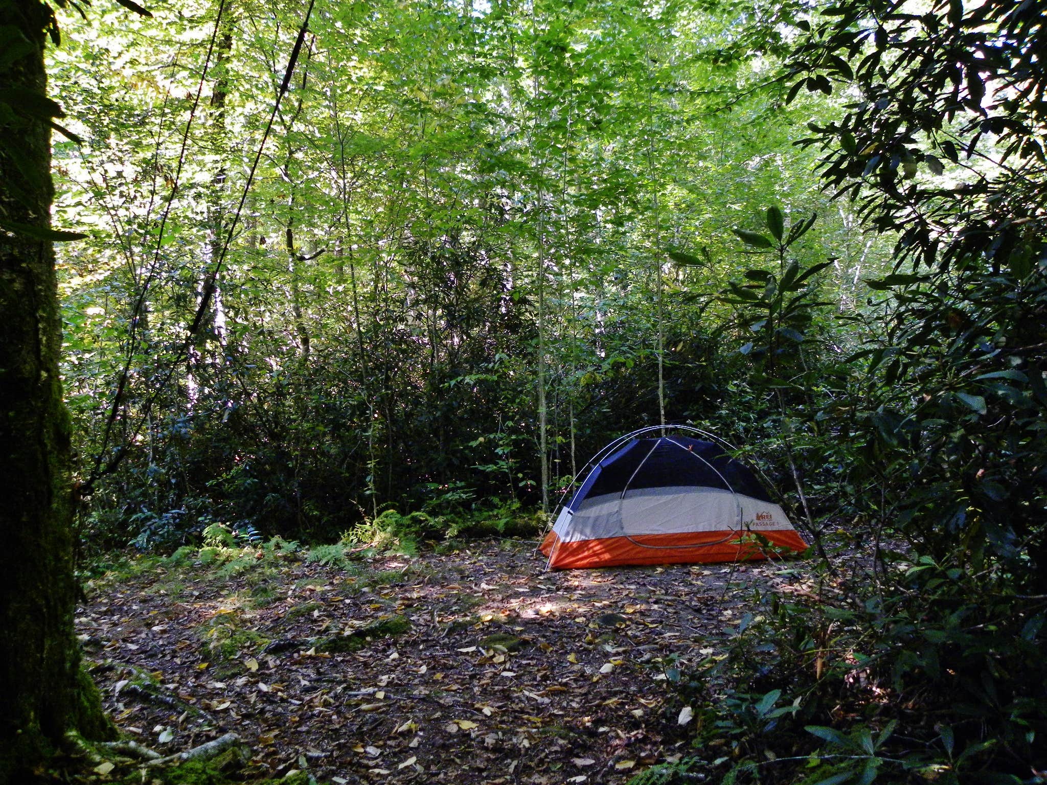 Camper submitted image from Site 40 — Great Smoky Mountains National Park - 1