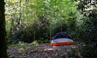 Camping near Laurel Gap Shelter: Site 40 — Great Smoky Mountains National Park, Maggie Valley, North Carolina