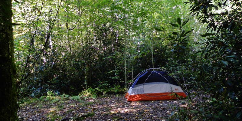Camper submitted image from Site 40 — Great Smoky Mountains National Park