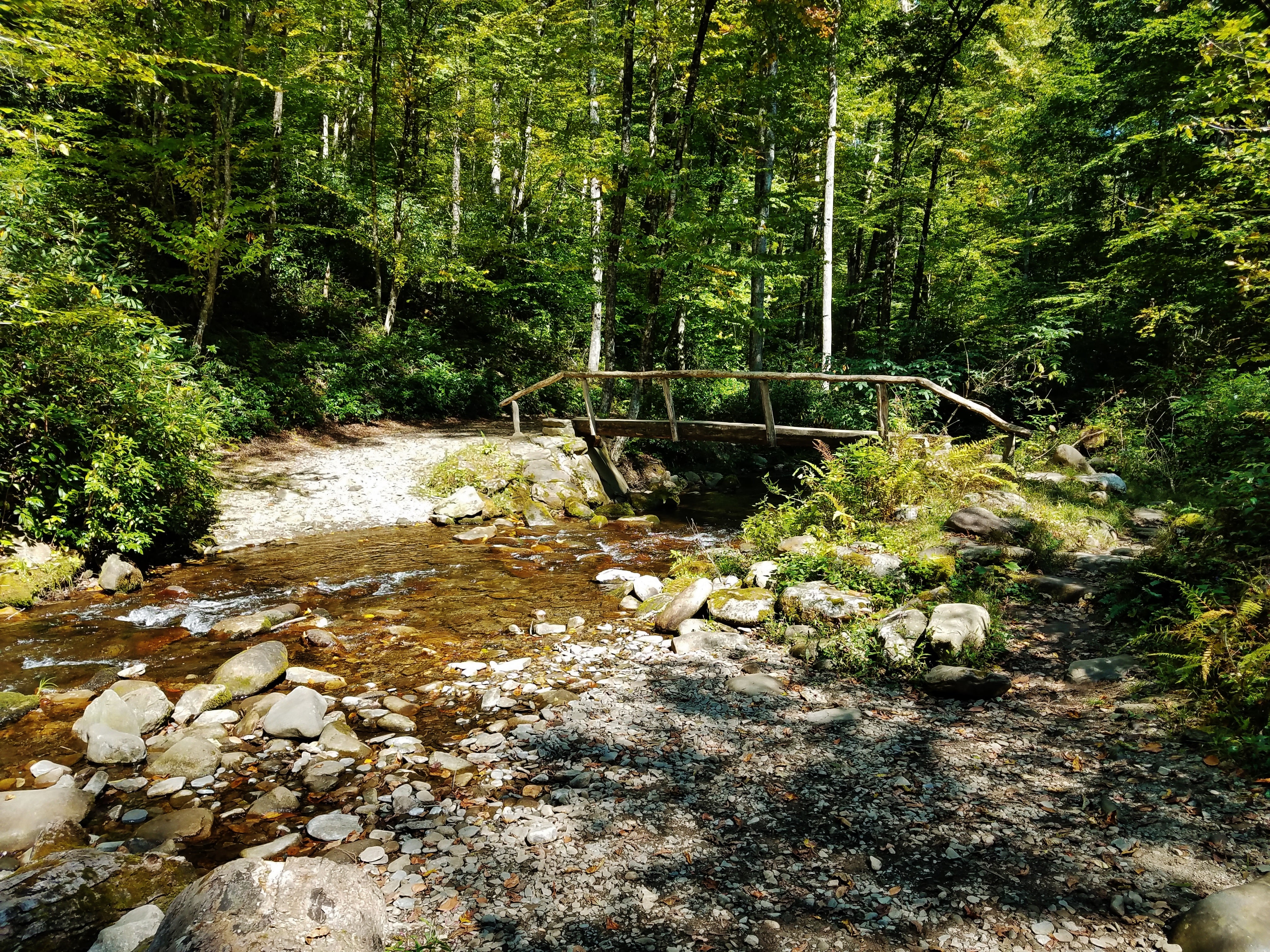 Camper submitted image from Site 40 — Great Smoky Mountains National Park - 4