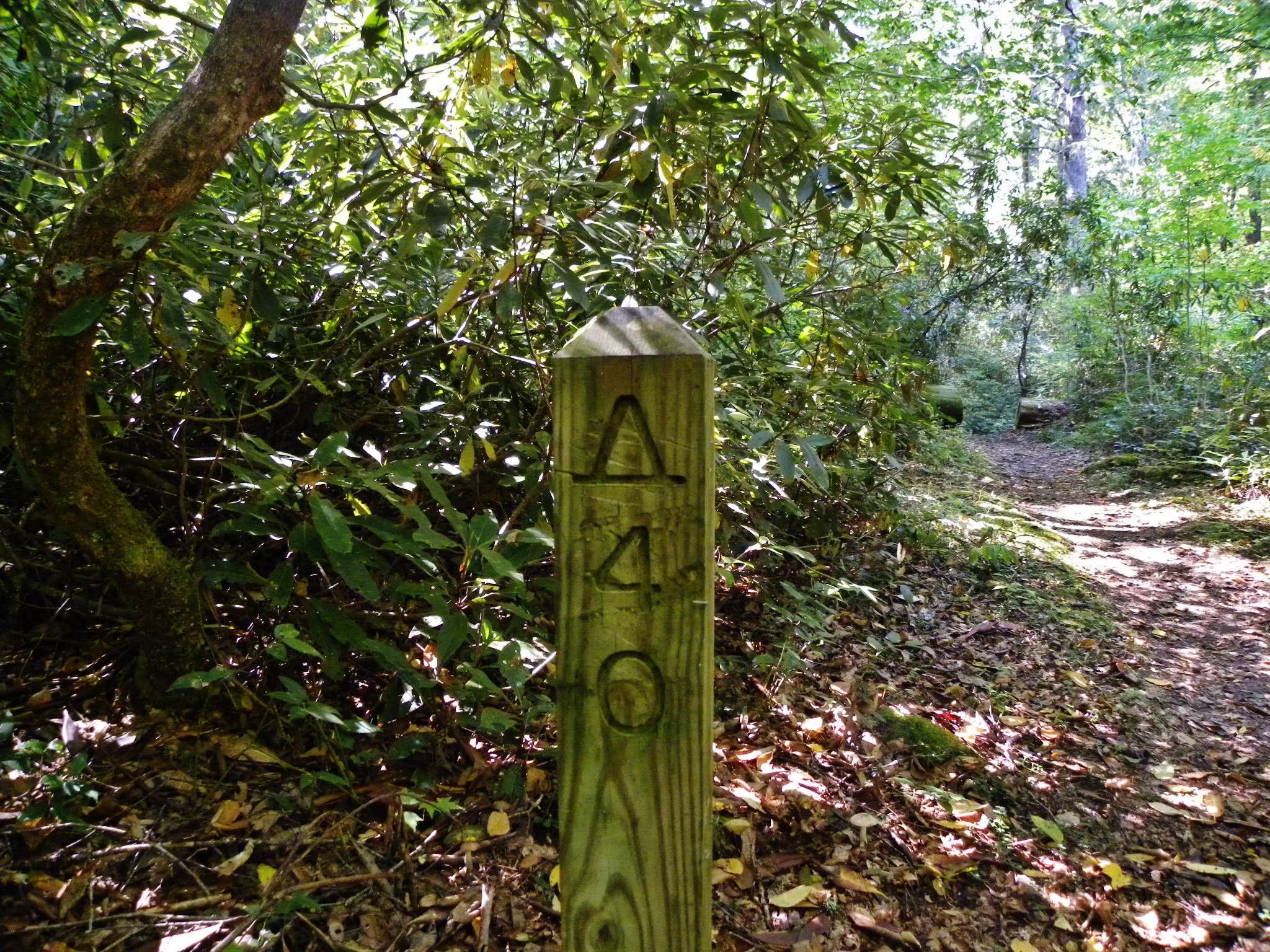 Camper-submitted photo at Site 40 — Great Smoky Mountains National Park near Cherokee, NC