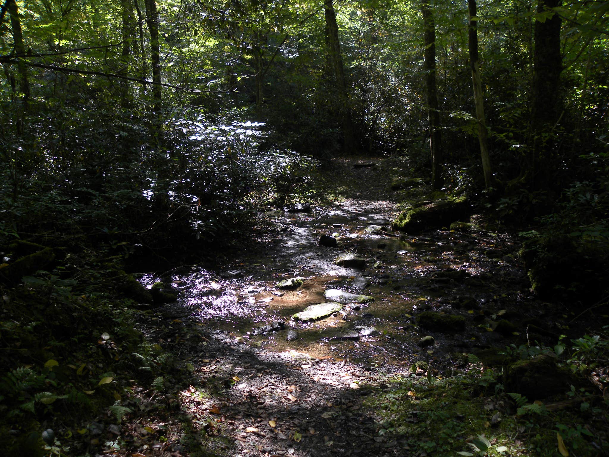 Camper-submitted photo at Site 40 — Great Smoky Mountains National Park near Cherokee, NC