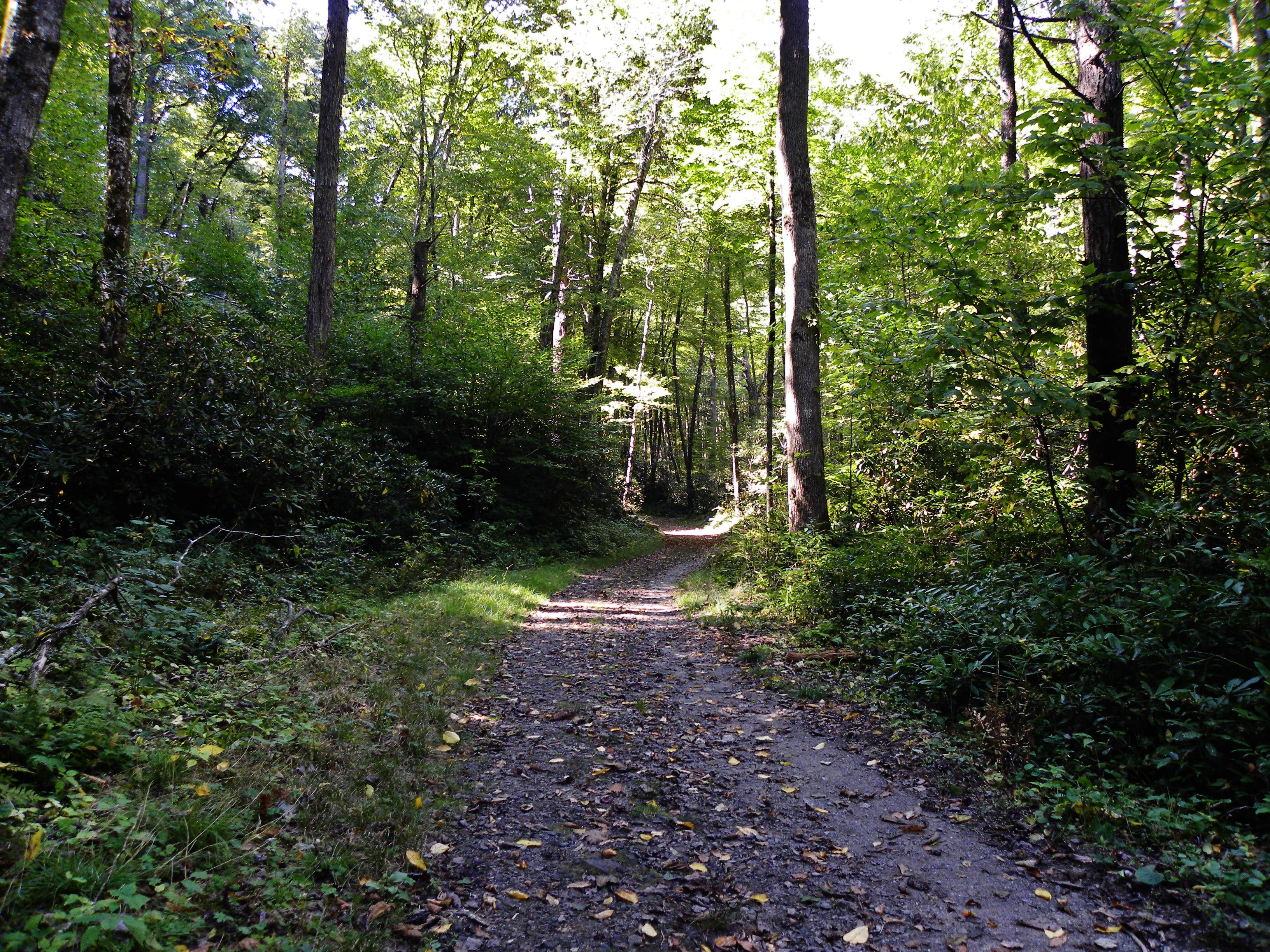 Camper submitted image from Site 40 — Great Smoky Mountains National Park - 5