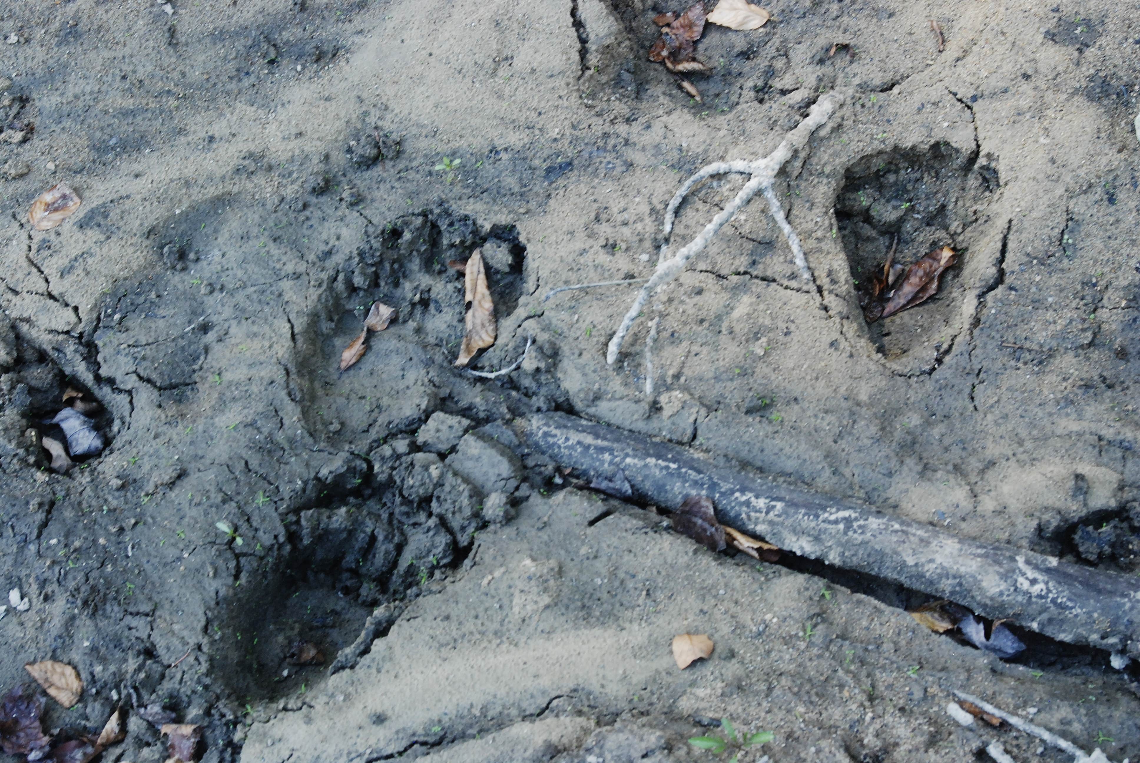 Camper-submitted photo at Site 67 — Great Smoky Mountains National Park near Bryson City, NC