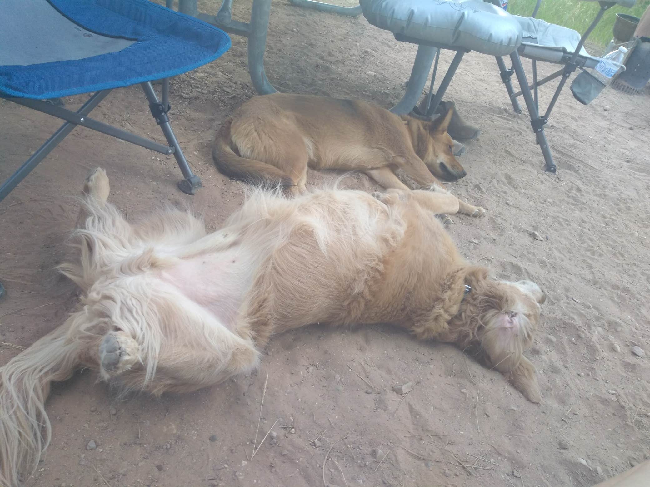 Katie L.'s photo of camping with pets at Firefighters Campground near Ashley National Forest