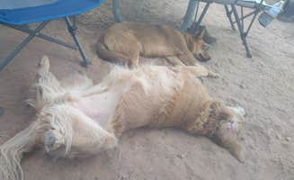 Katie L.'s photo of camping with pets at Firefighters Campground near Dutch John, UT