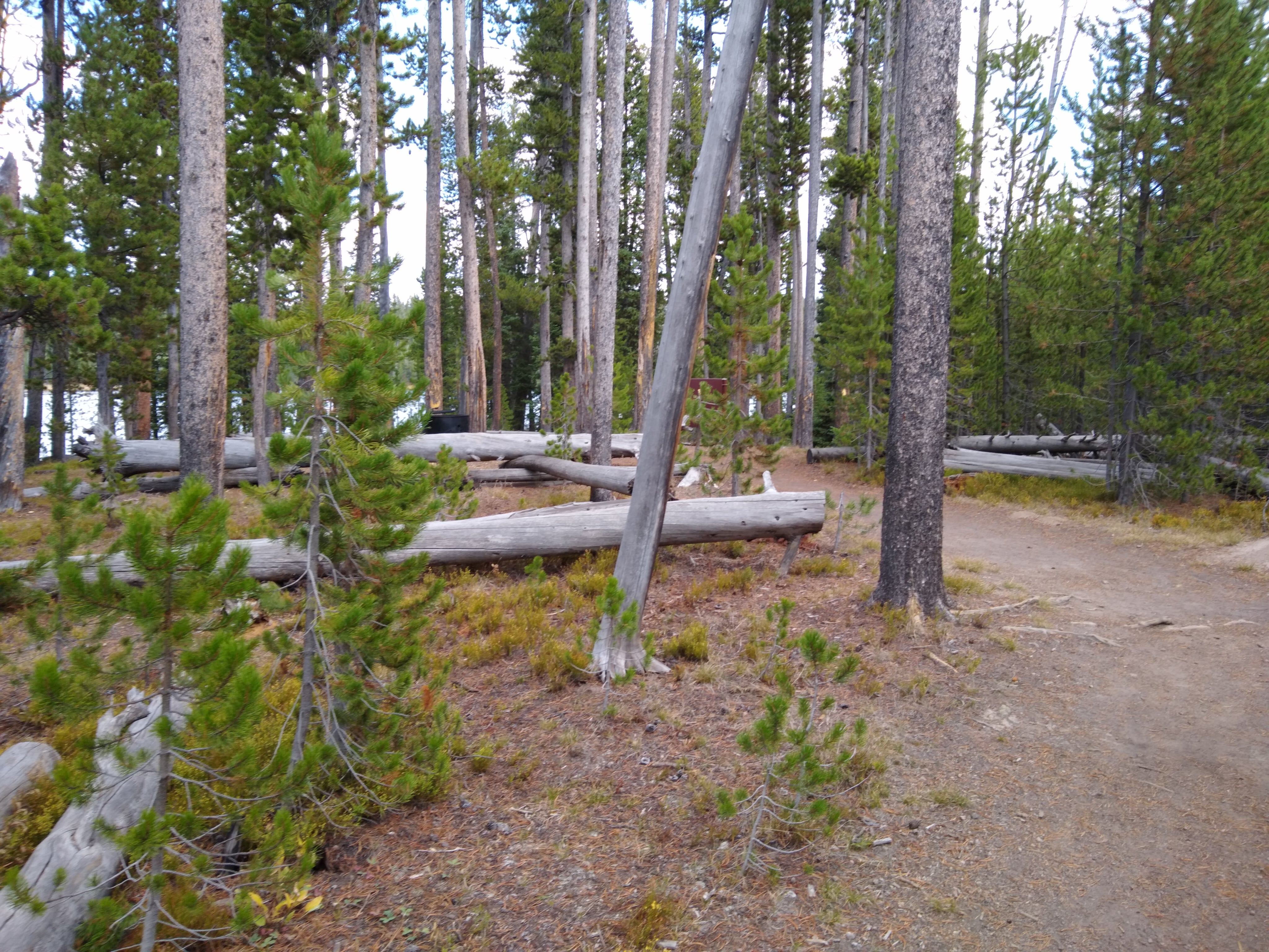 Camper submitted image from 4D3 - Ice Lake South — Yellowstone National Park - 4