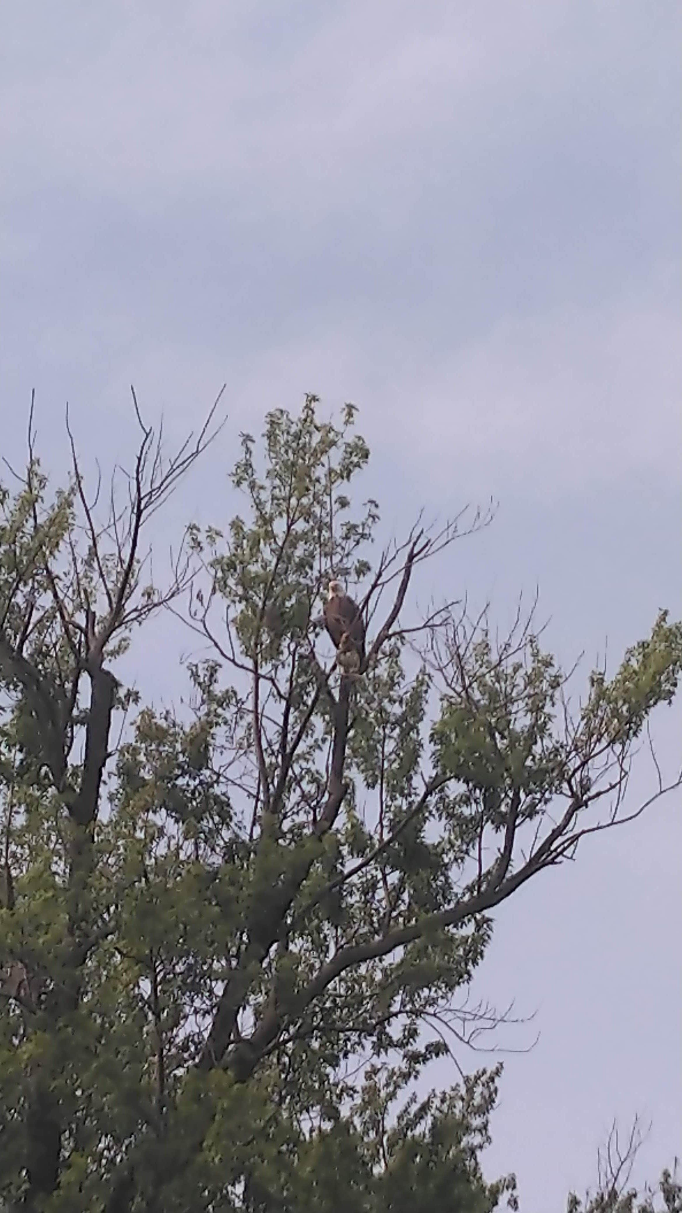 Camper-submitted photo at Ferry Landing - Mississippi River near Stockport, IA