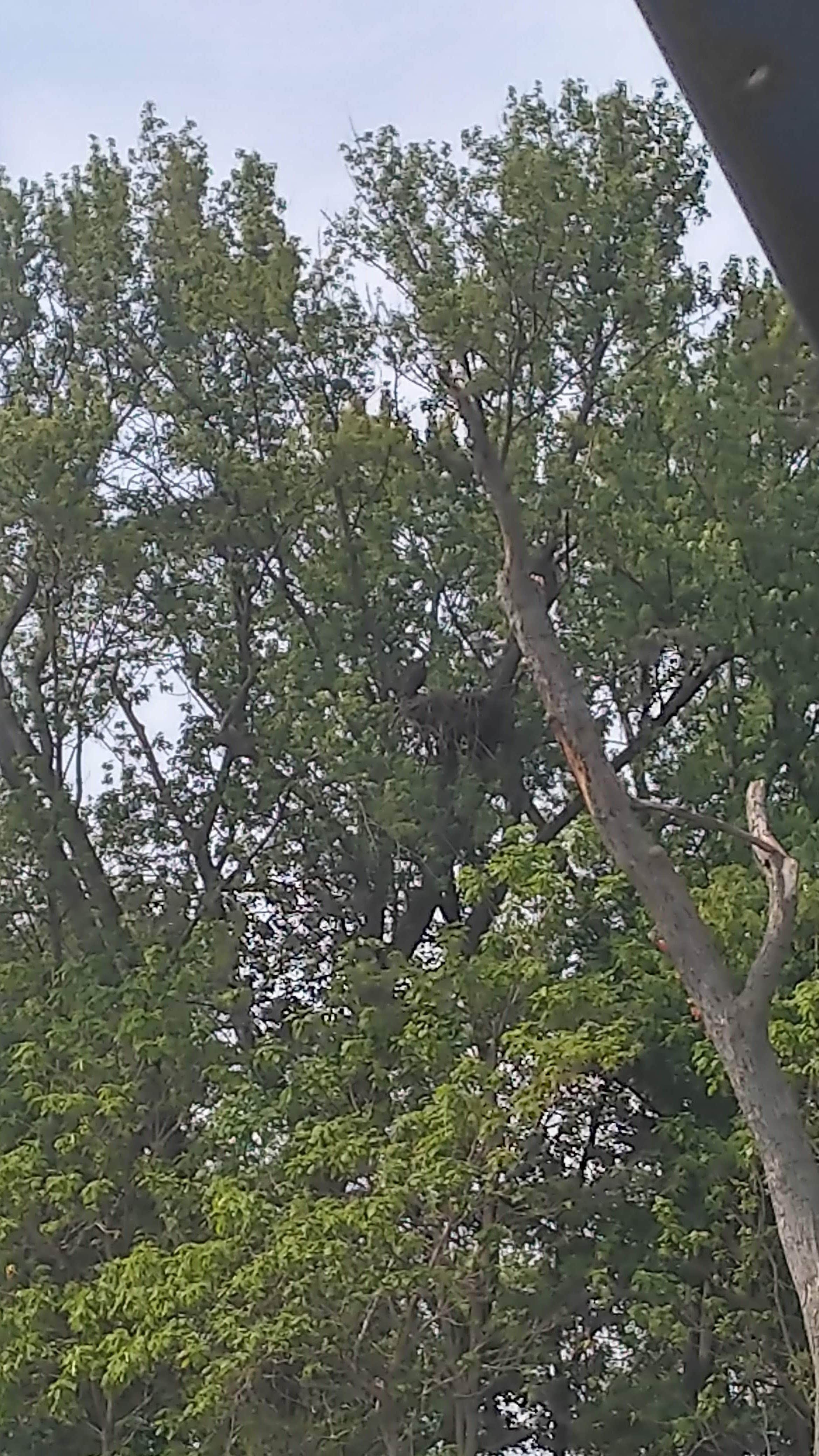 Camper-submitted photo at Ferry Landing - Mississippi River near Stockport, IA