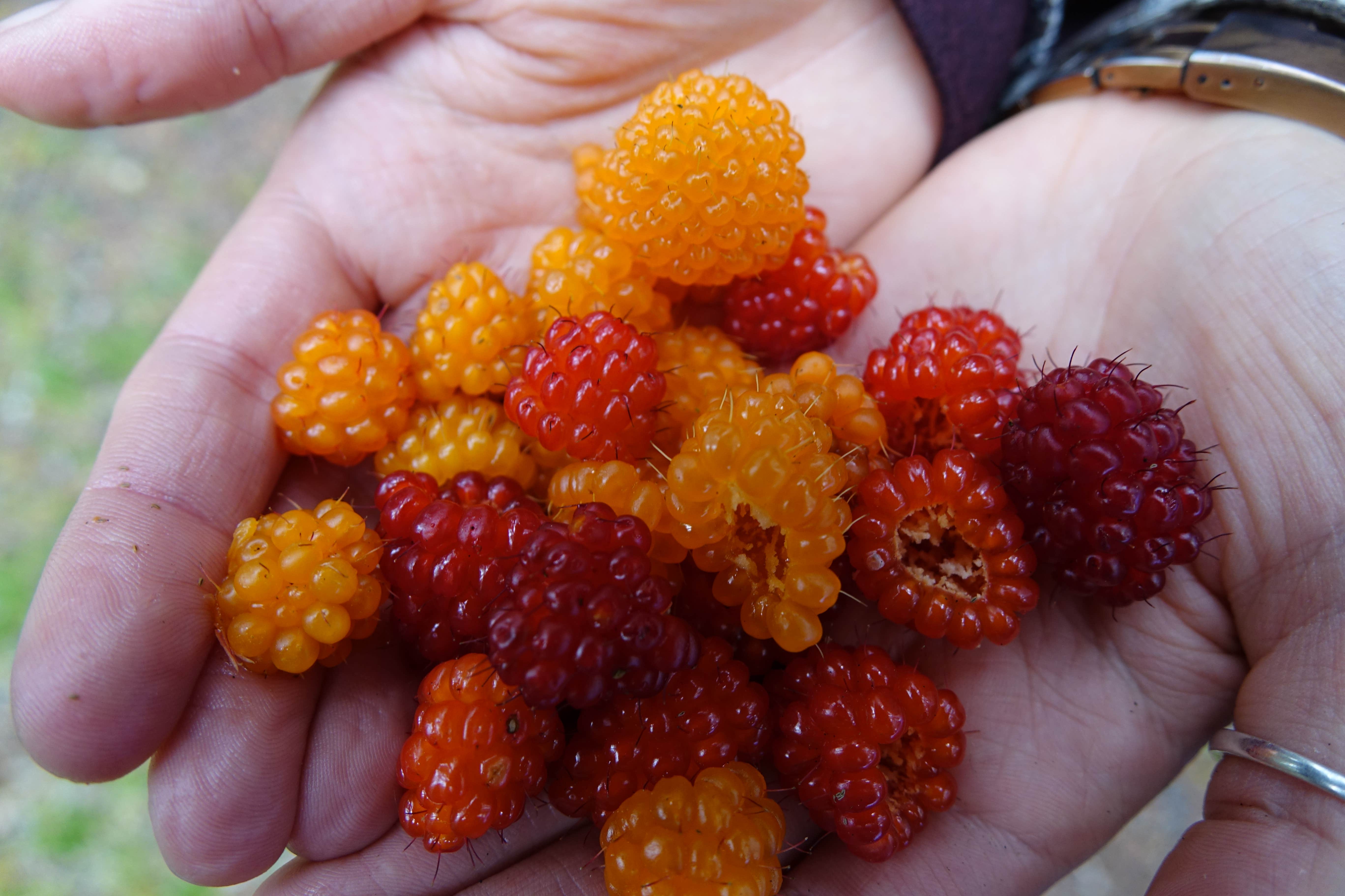 Camper-submitted photo at Middle Fork Campground near Snoqualmie Pass, WA