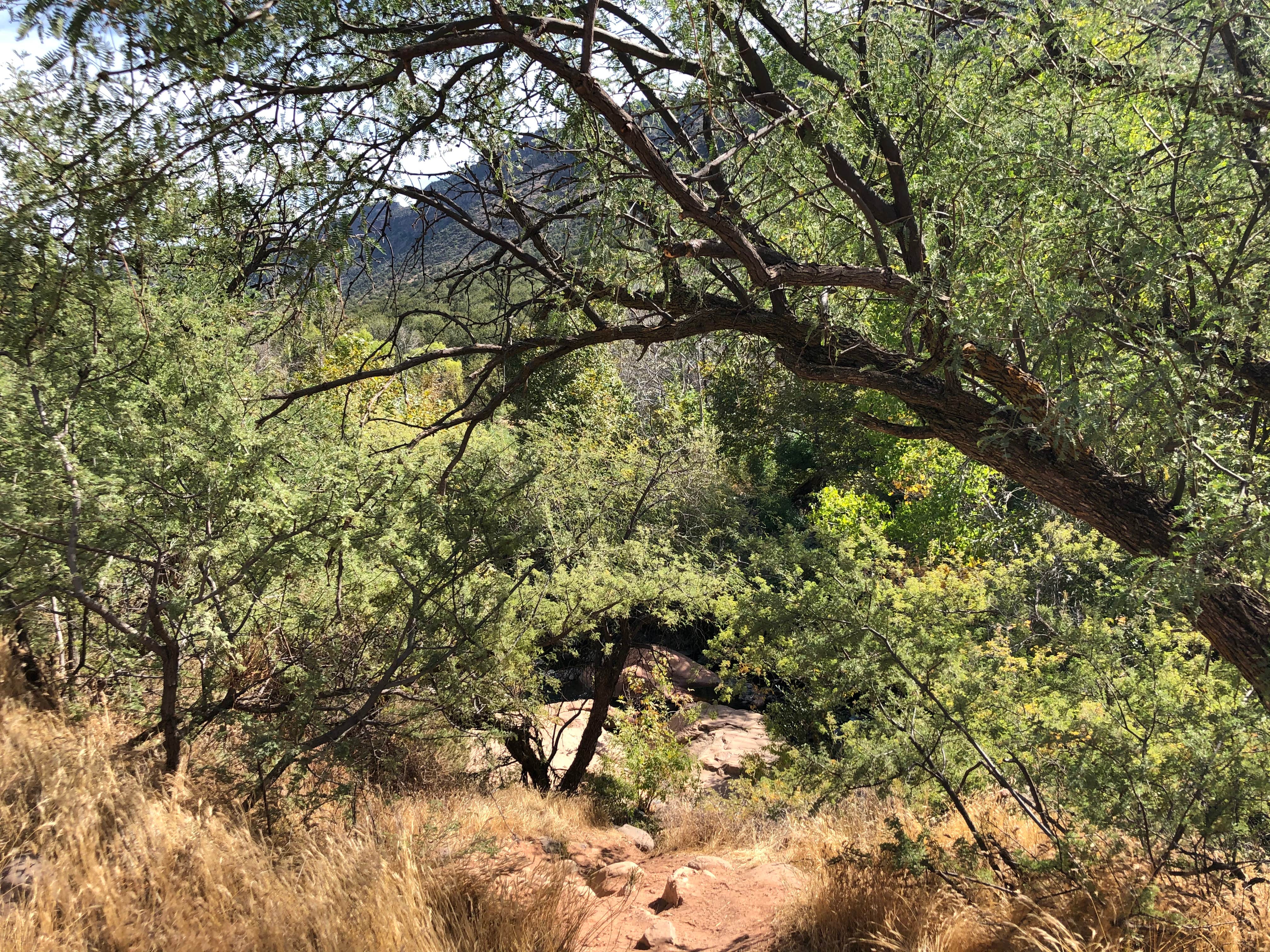 Camper submitted image from Clear Creek Area Dispersed — Grand Canyon National Park - 1