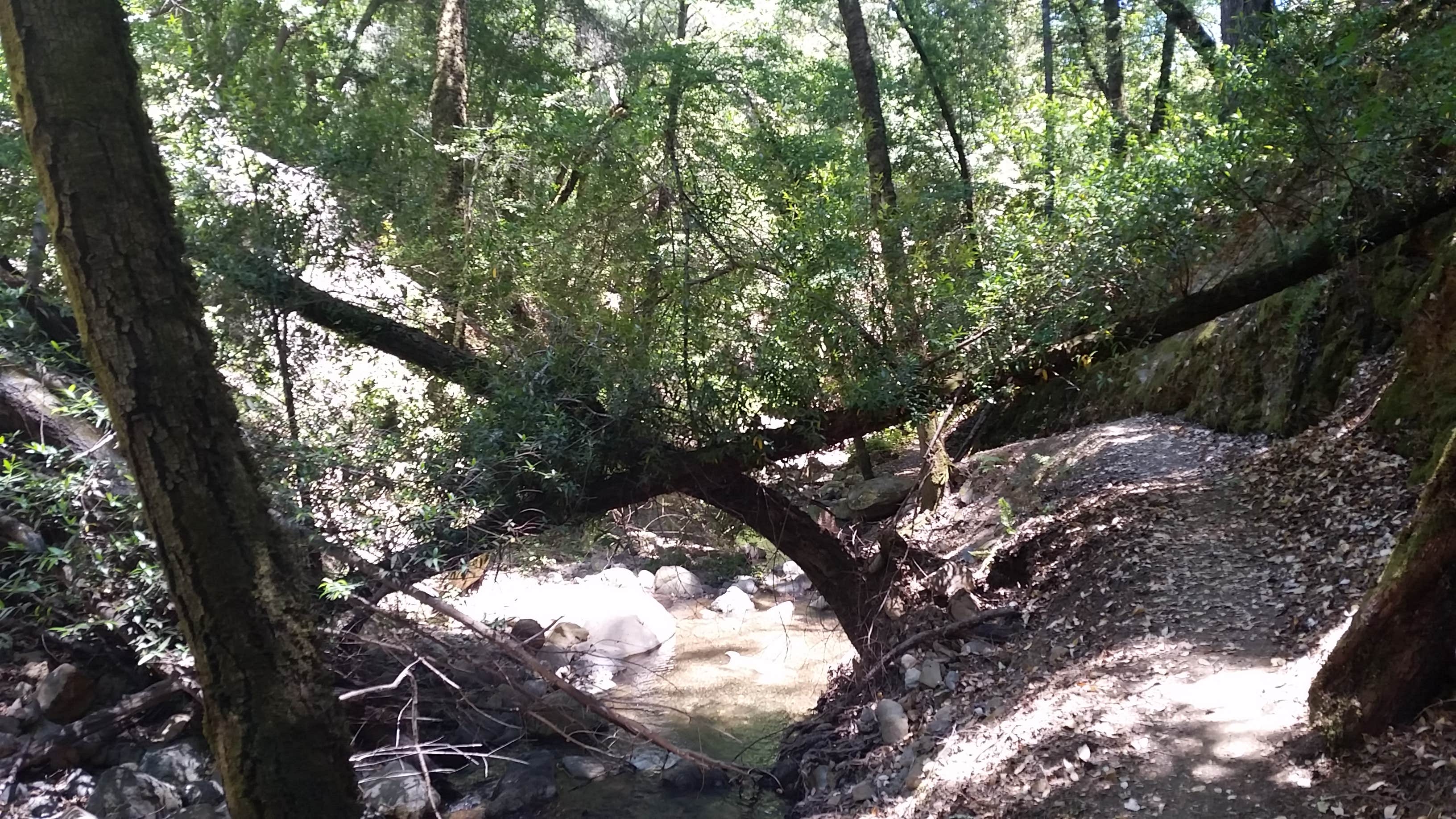 Uvas Canyon County Park