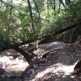 Review photo of Uvas Canyon County Park by Mon M., July 2, 2018