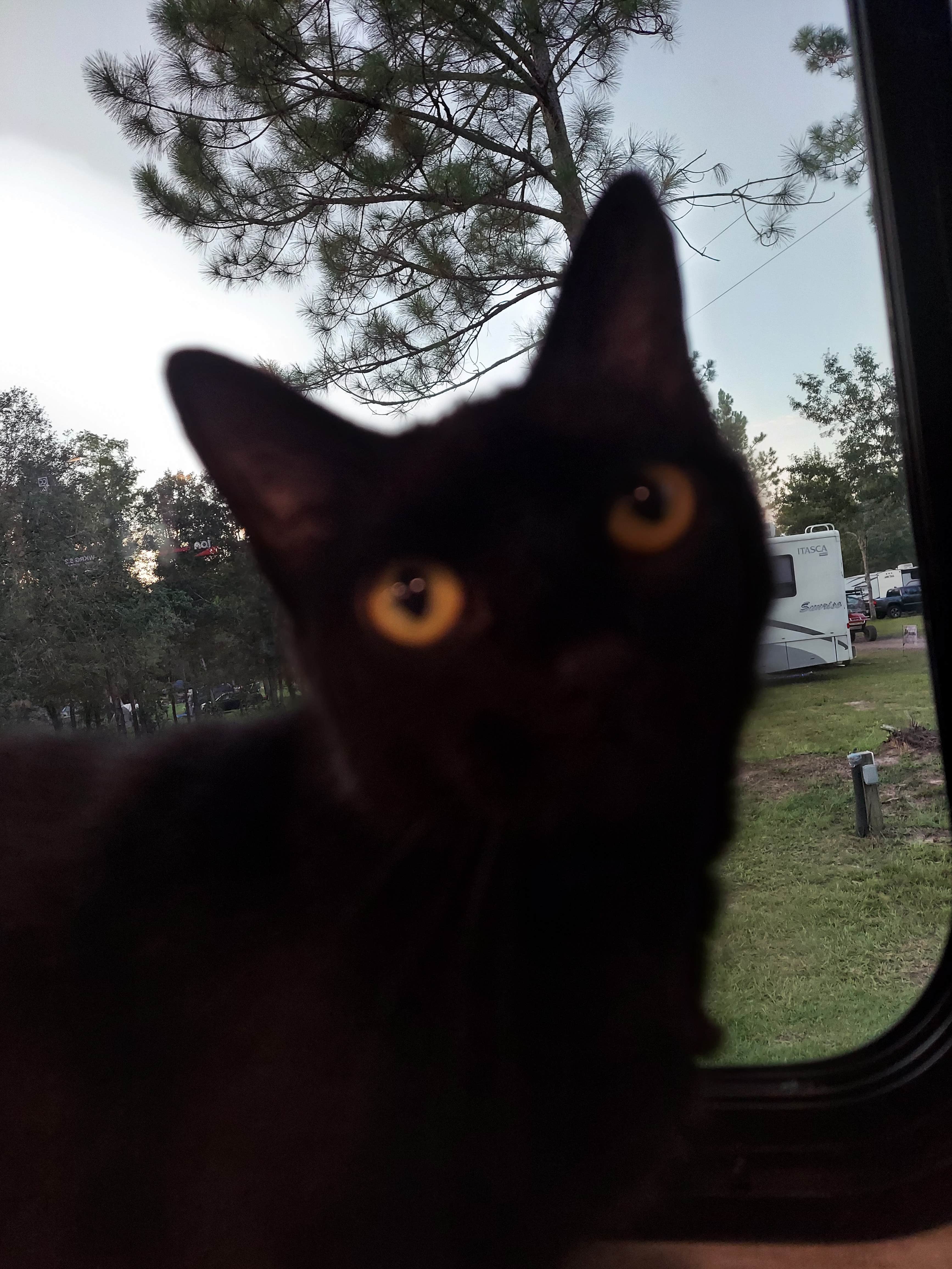 Chloe F.'s photo of camping with pets at The Retreat RV & Campground On Styx River near Foley, AL