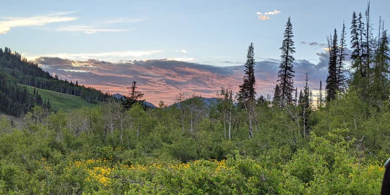 Camper submitted image from Spruces - Big Cottonwood