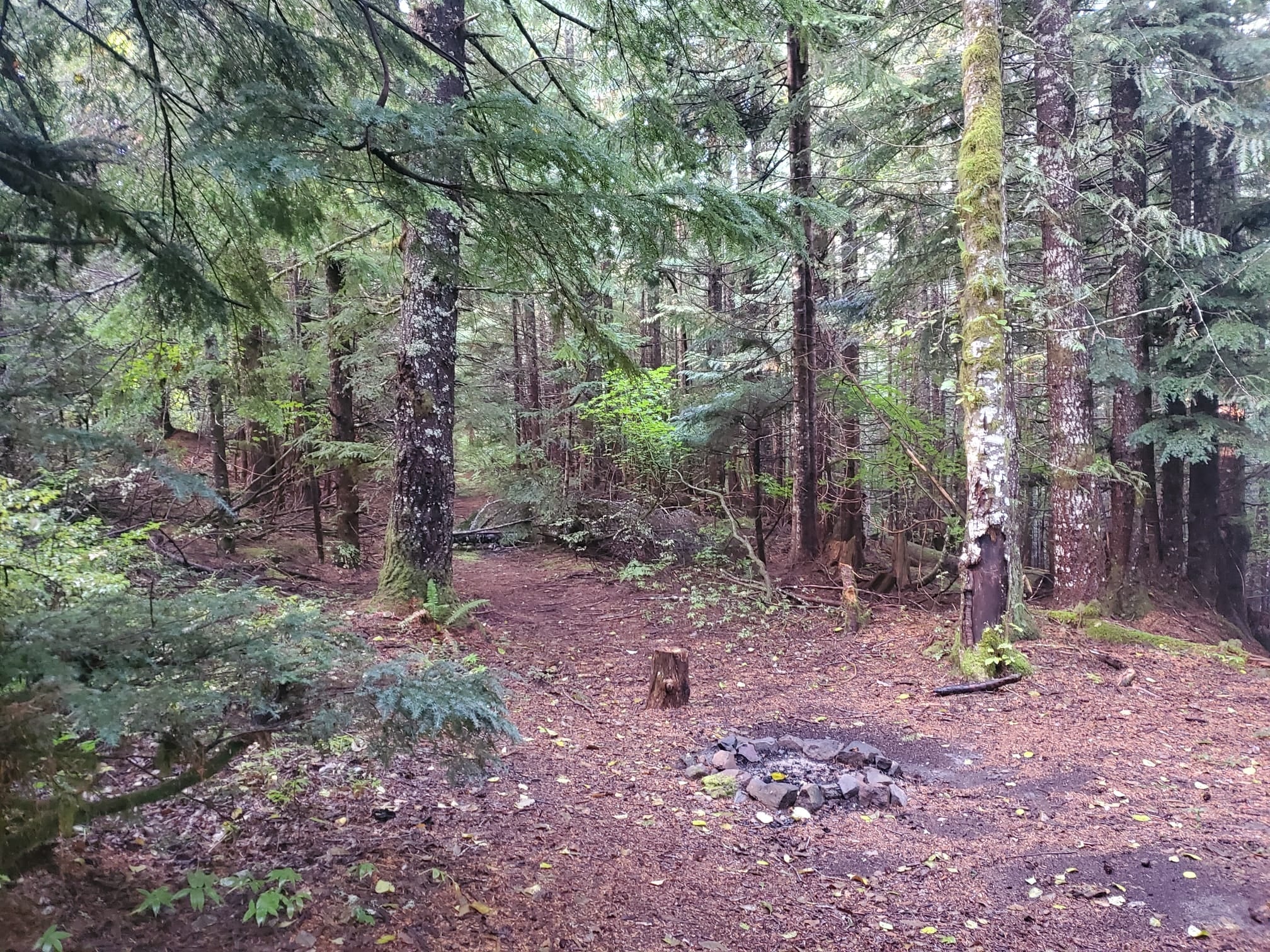 Camper submitted image from Gifford Pinchot National Forest Dispersed Site - 2