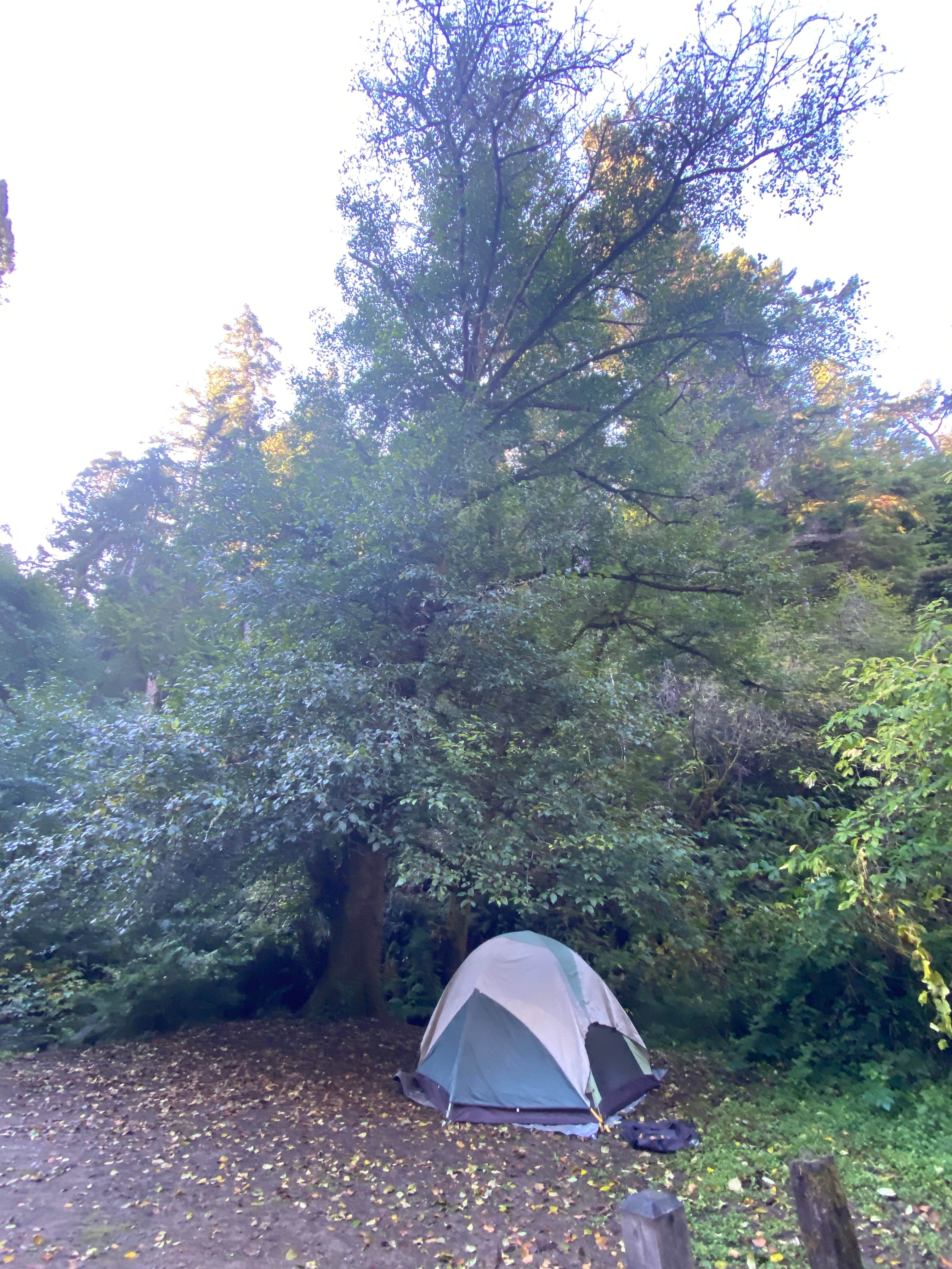 Marcia M.'s photo at Russian Gulch State Park Campground near Albion, CA