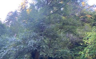 Marcia M.'s photo at Russian Gulch State Park Campground near Albion, CA