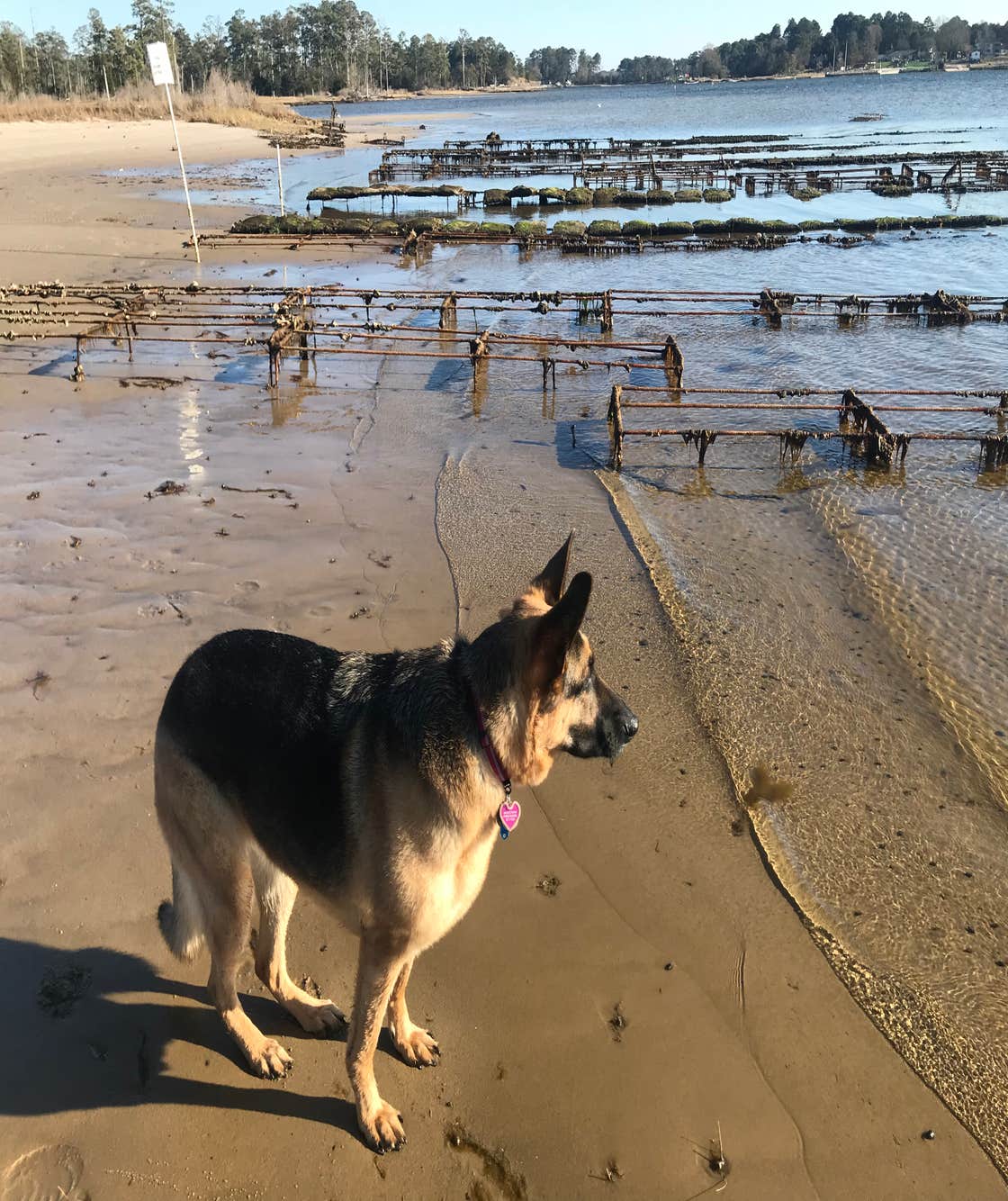 dog stands at alert at the first landing beach in virginia