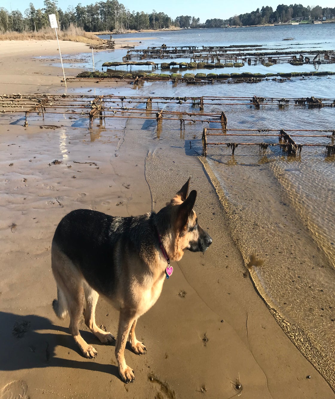dog stands at alert at the first landing beach in virginia 