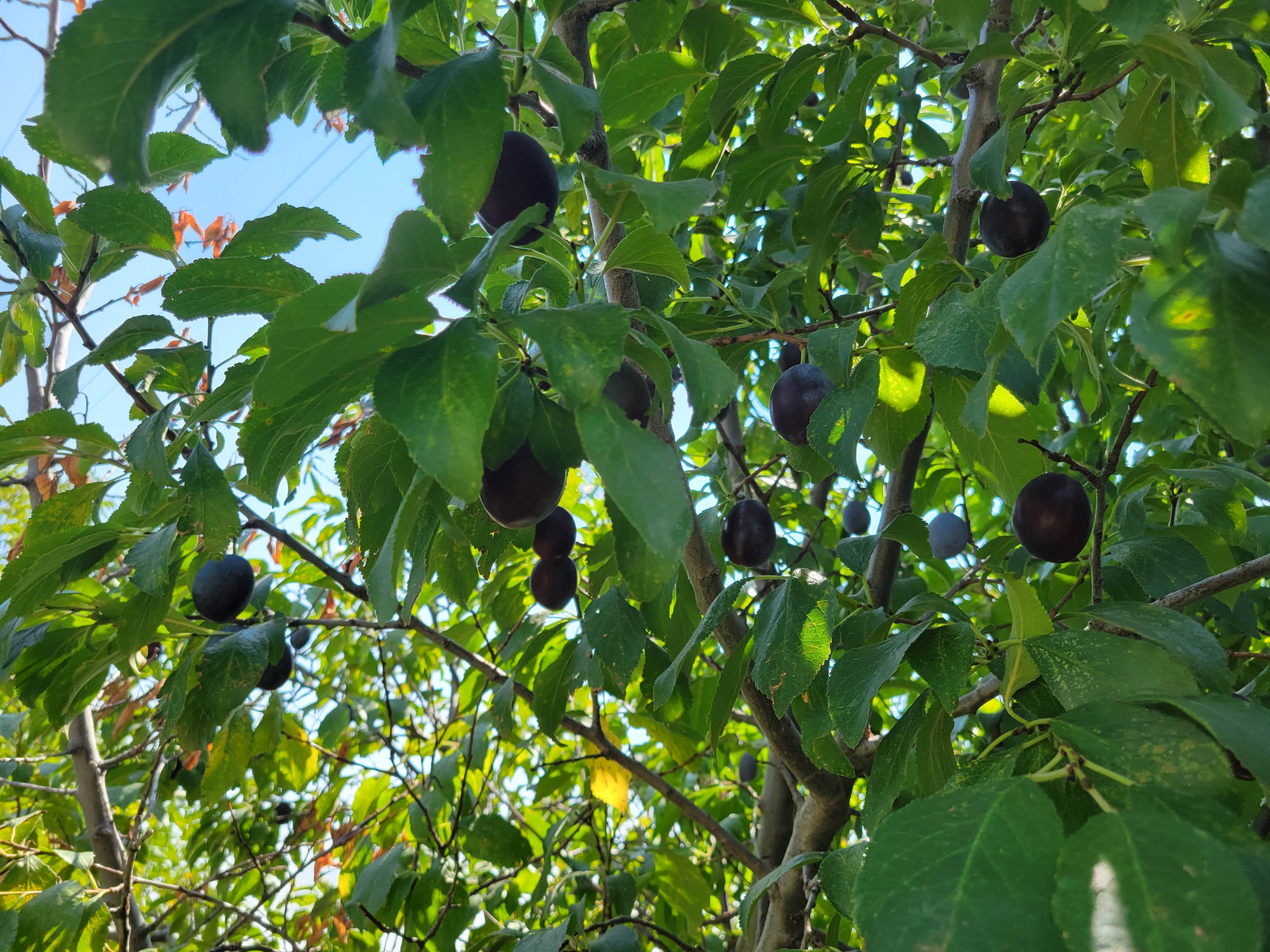 Camper-submitted photo at A Little Country in the City - County Line Hobby Farm near Firestone, CO