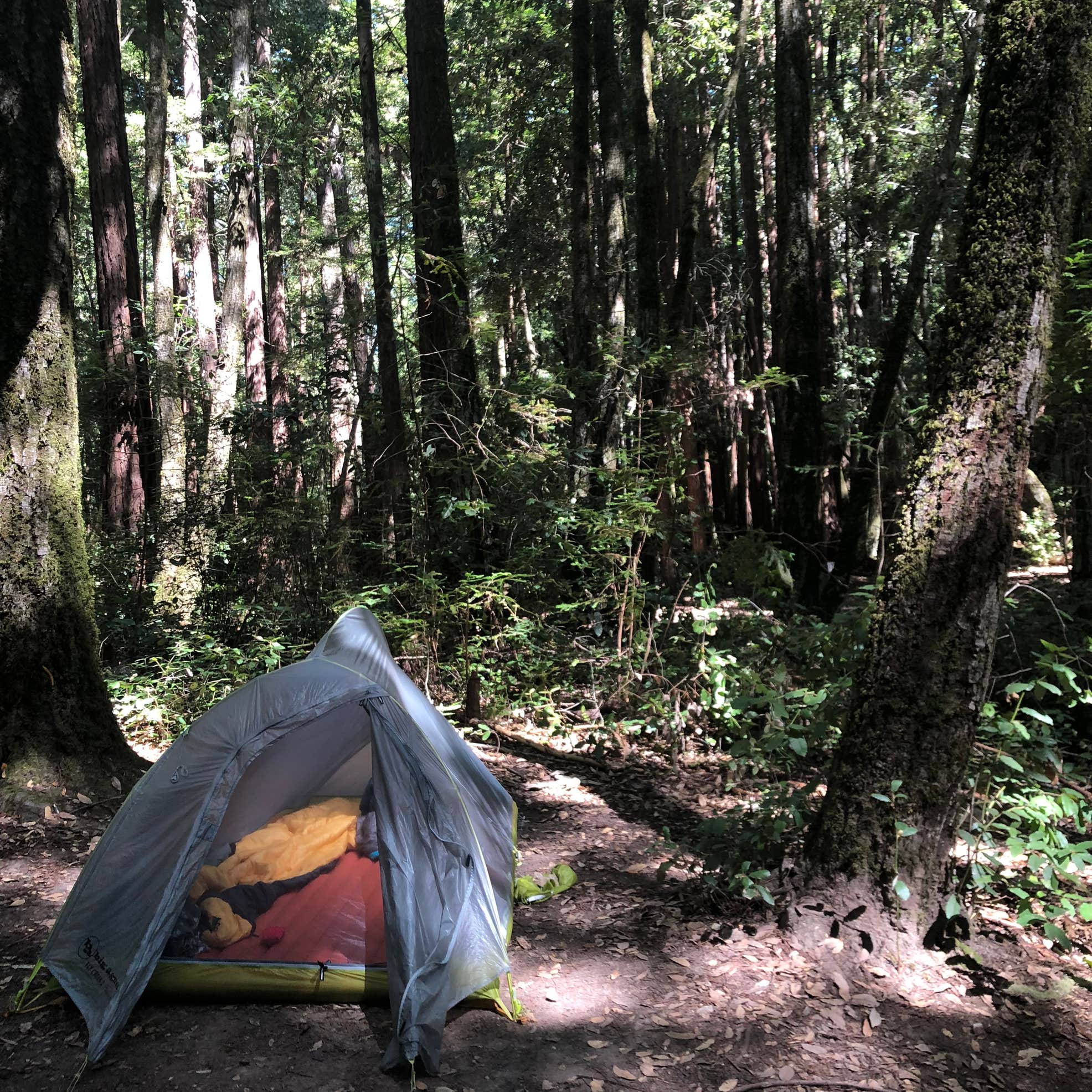 top 104+ Pictures portola redwoods state park campsite photos Superb