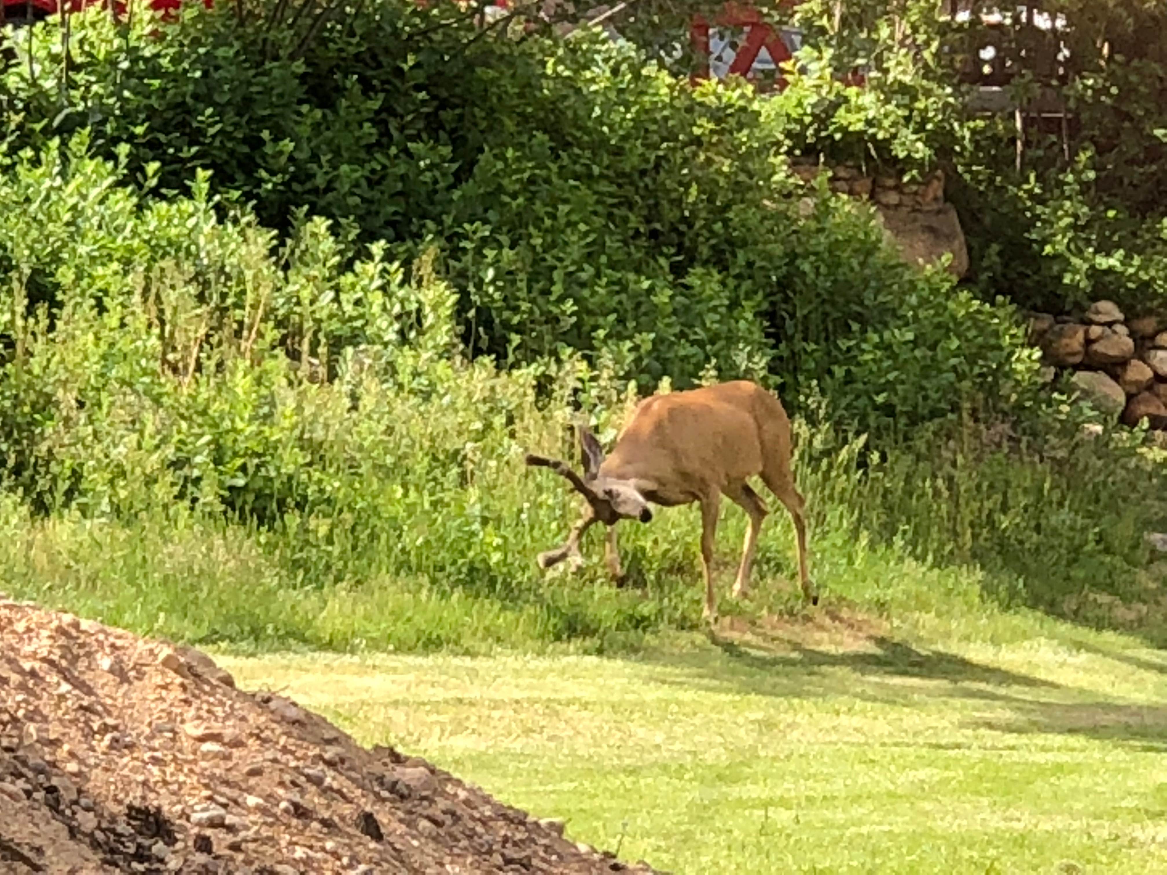 Camper submitted image from Spruce Lake RV Park - 4