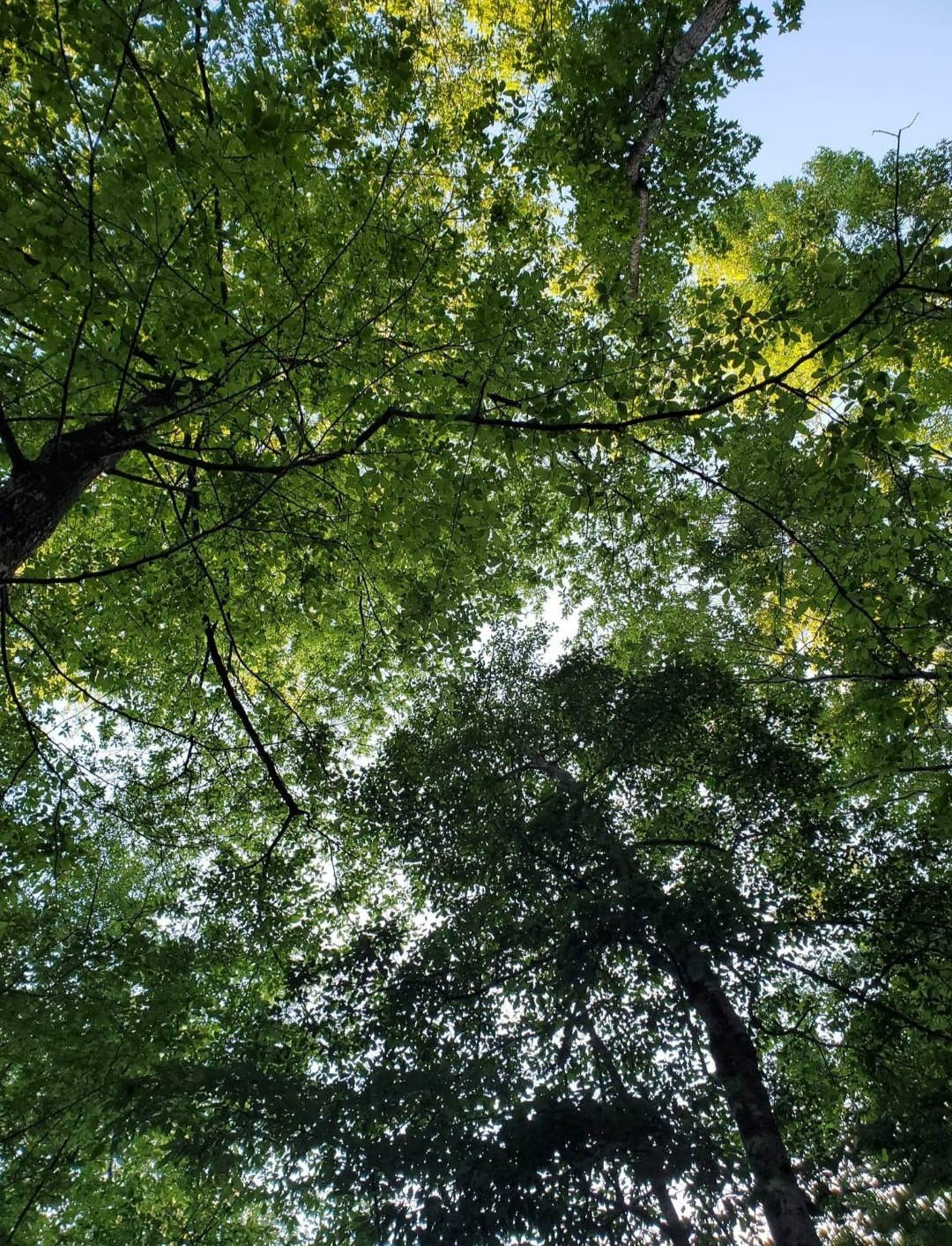 Camper-submitted photo at Red Bluff Camp near Natchitoches, LA