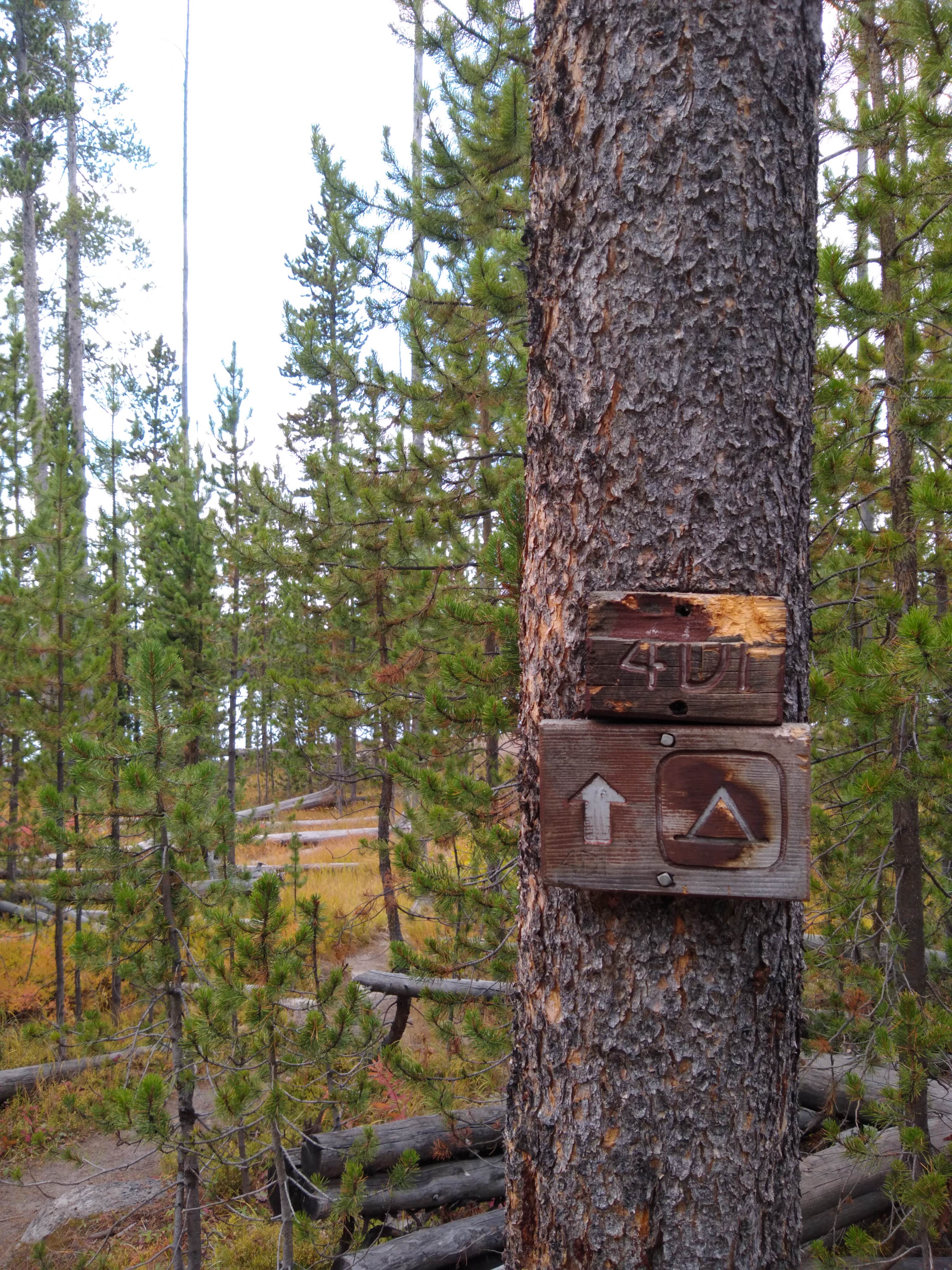 Camper submitted image from 4D1- Ice Lake North - Yellowstone NP Back Country campsite - 1