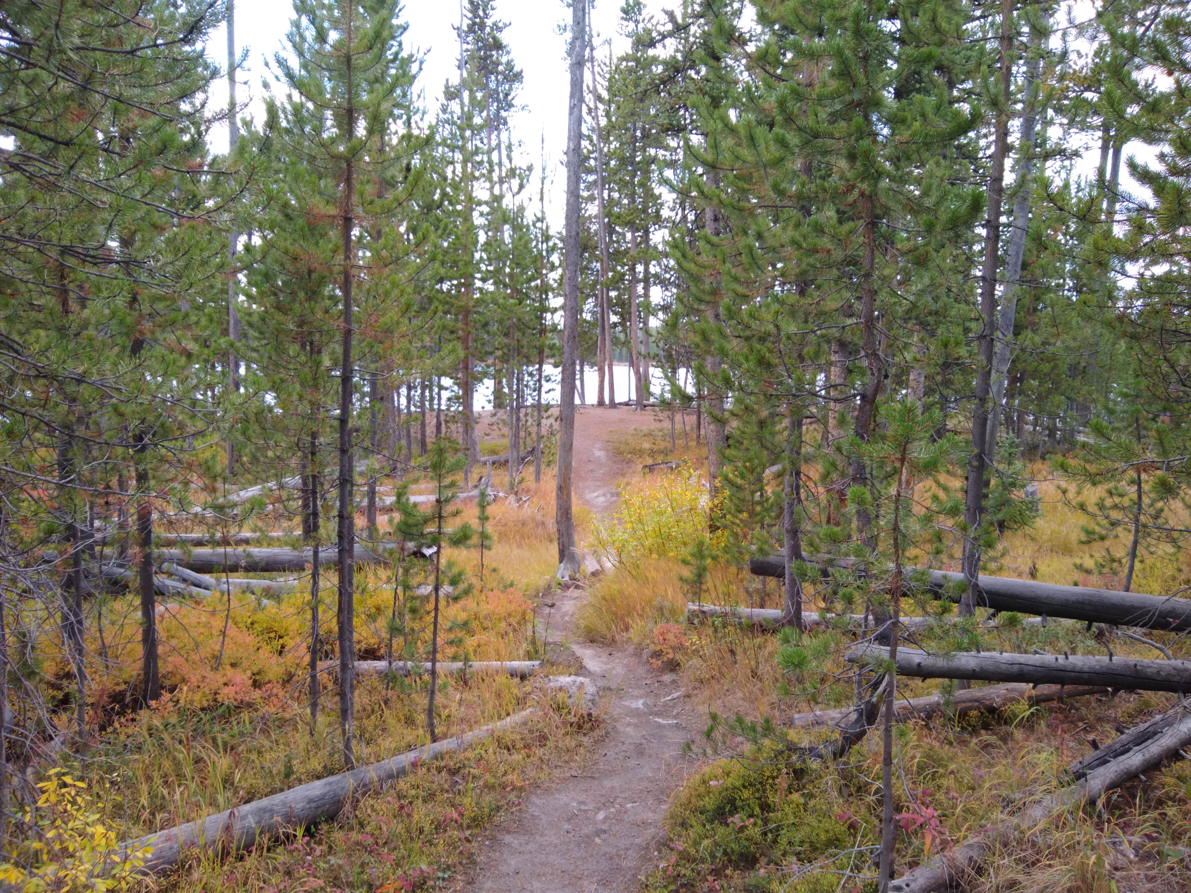Camper submitted image from 4D1- Ice Lake North - Yellowstone NP Back Country campsite — Yellowstone National Park - 2