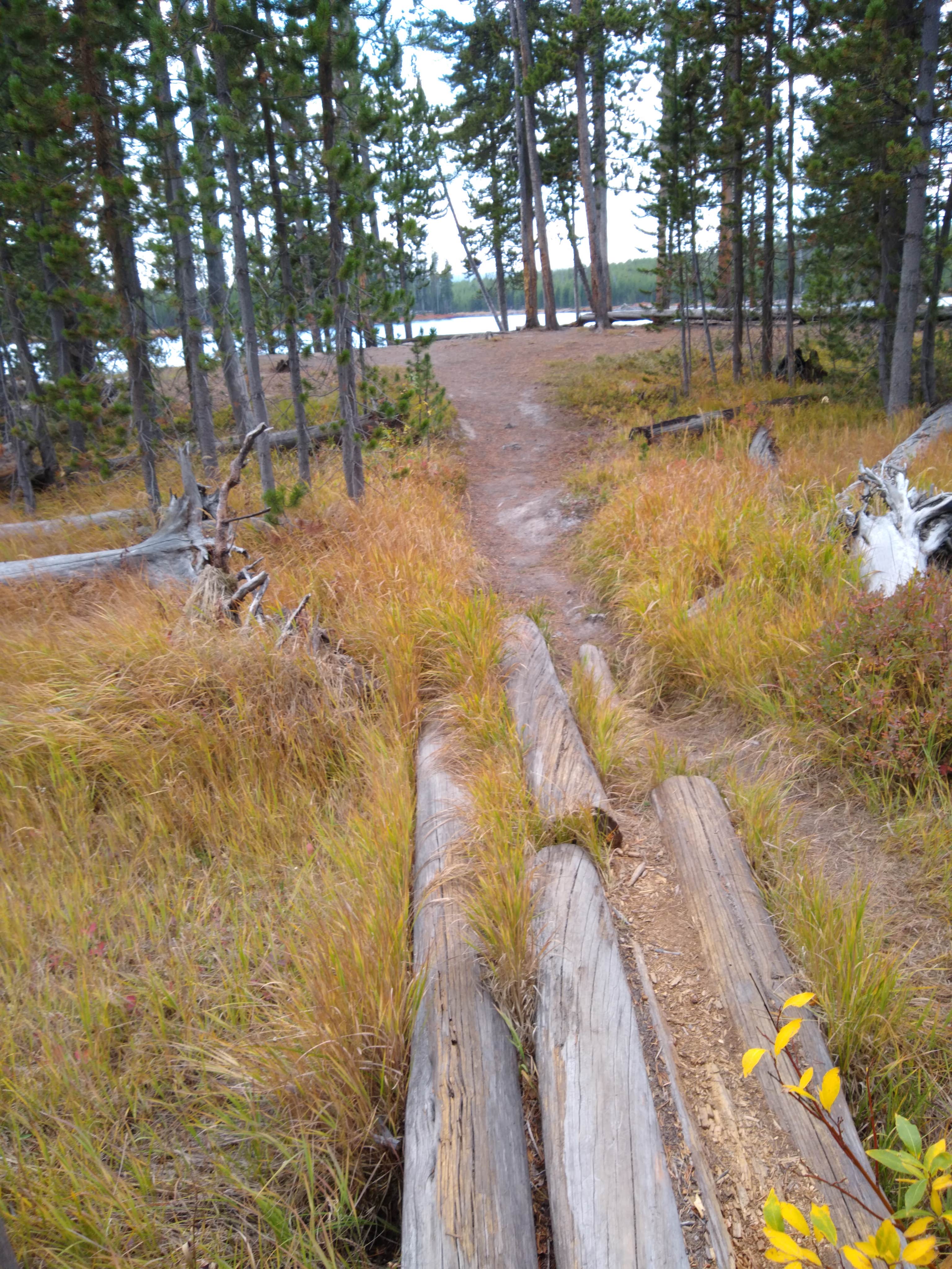 Camper submitted image from 4D1- Ice Lake North - Yellowstone NP Back Country campsite - 2