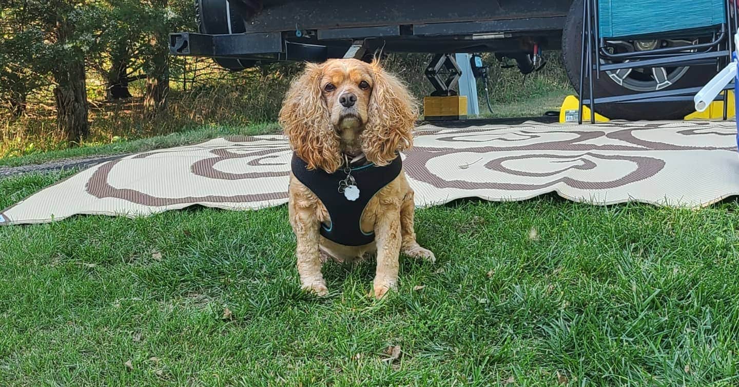 Ashley L.'s photo of camping with pets at Modern Campground — Niobrara State Park near Spencer, NE