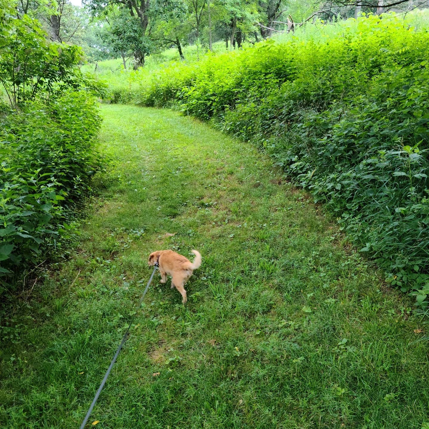 Ashley L.'s photo of camping with pets at Arrowhead Park Campground near Anita, IA