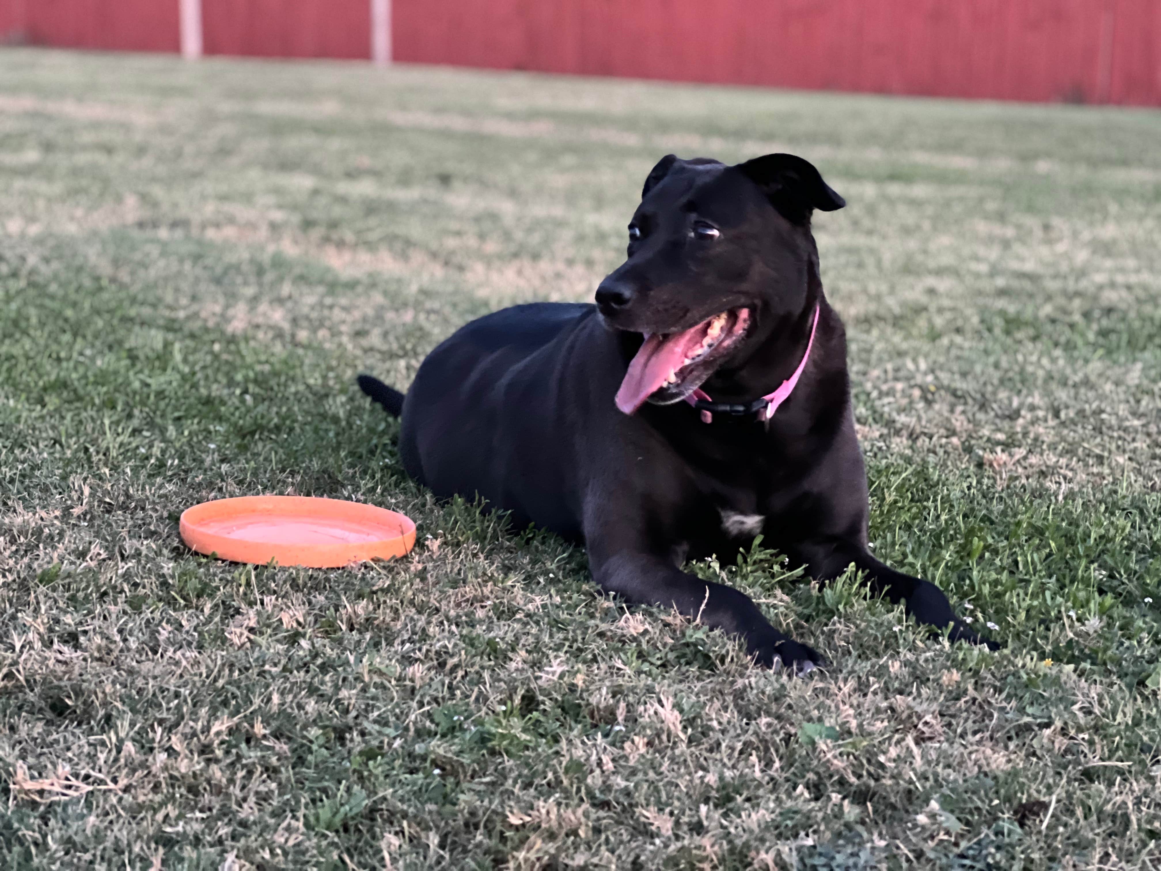Thomas D.'s photo of camping with pets at Leander-NW Austin KOA near Georgetown, TX