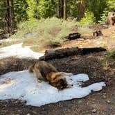 Review photo of Tahoe National Forest Onion Valley Campground by Jordan R., October 3, 2021