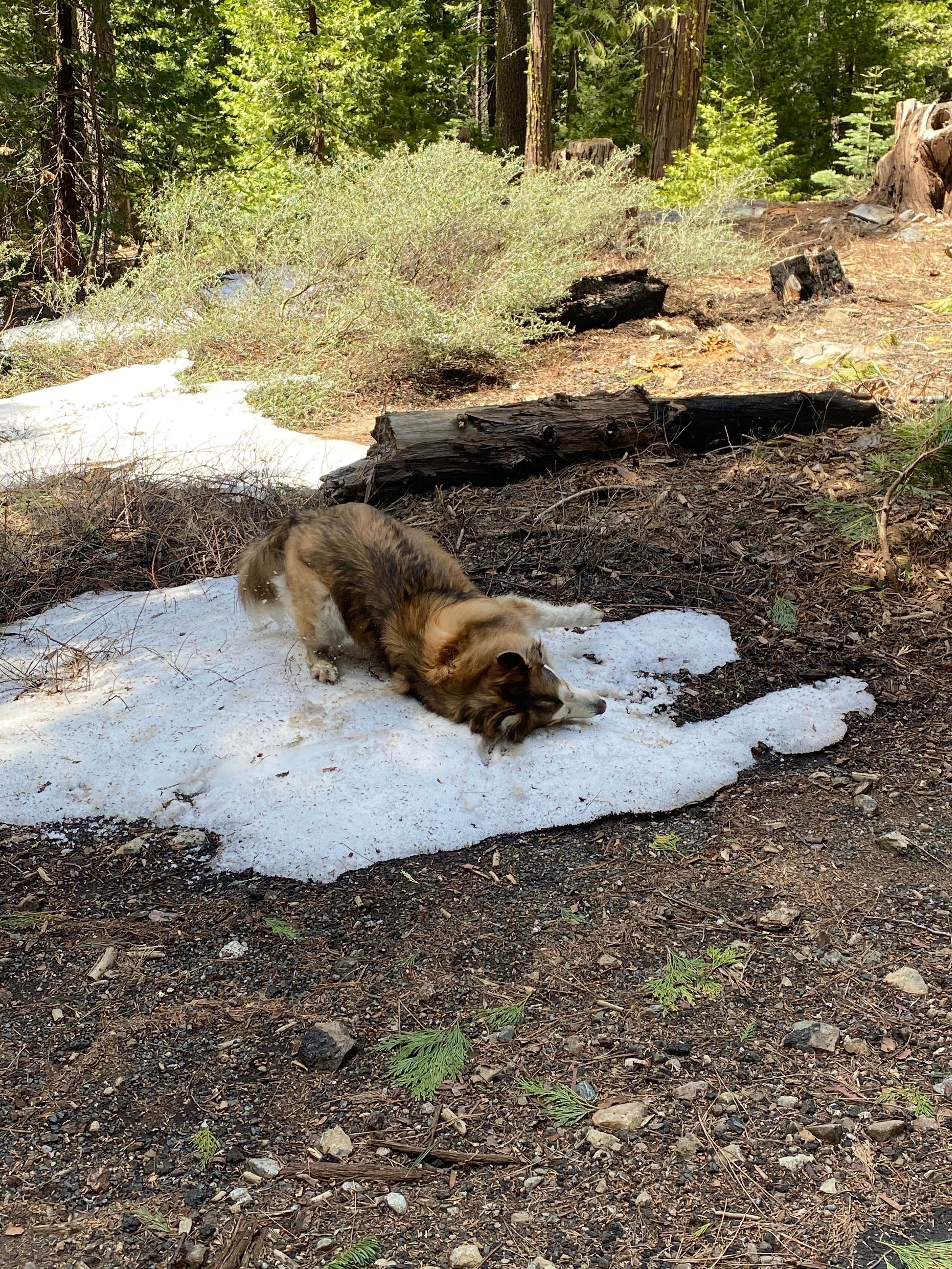 Camper submitted image from Tahoe National Forest Onion Valley Campground - 4