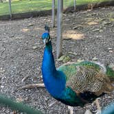 Review photo of Otter Lake Camp Resort by Erik M., October 3, 2021