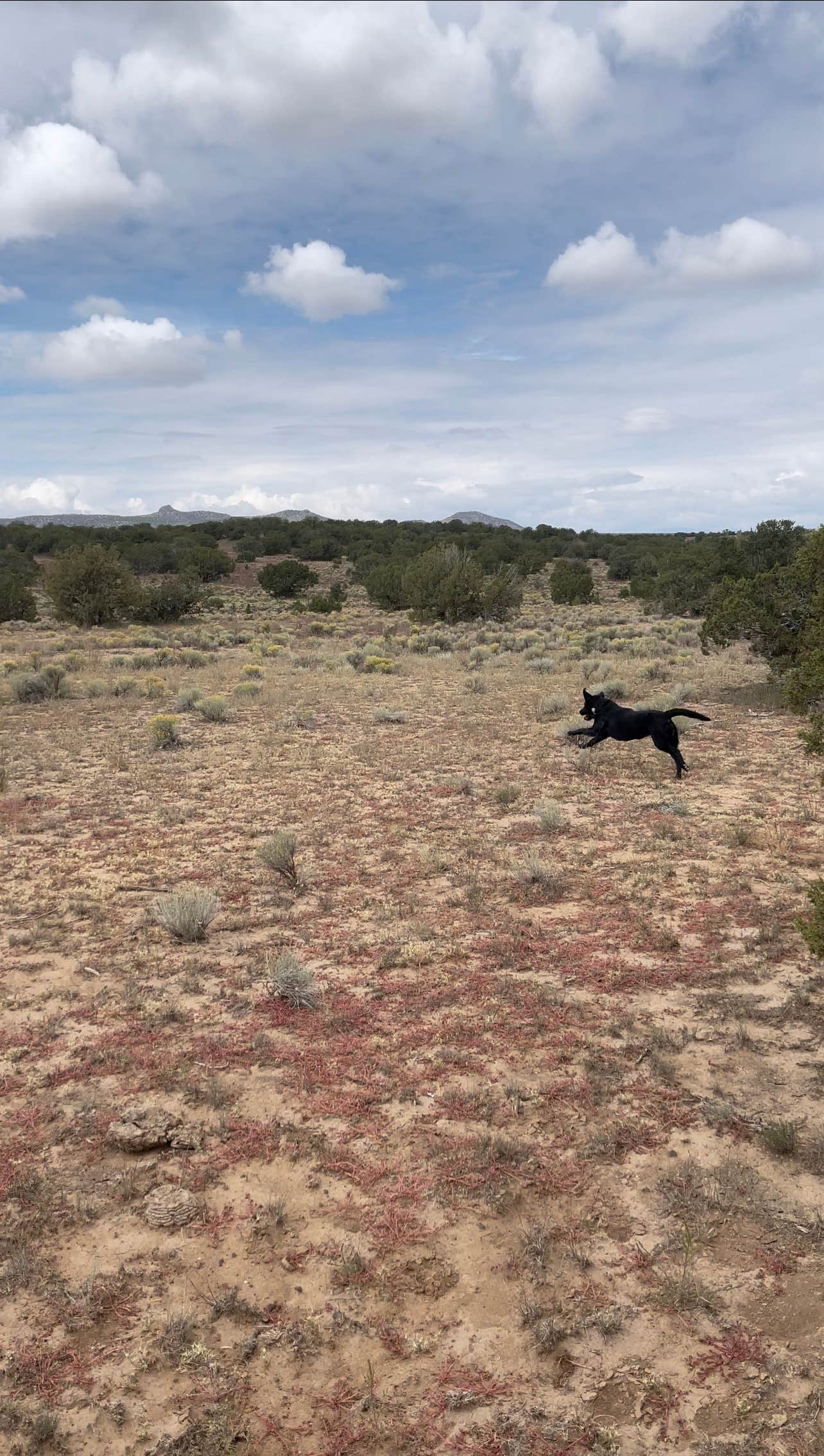 Ashley T.'s photo of camping with pets at Sante Fe National Forest BLM-Road 62 Dispersed near Eldorado at Santa Fe, NM