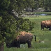 Review photo of Grant Village Campground — Yellowstone National Park by Charles W., October 3, 2021