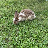 Review photo of Shenandoah Valley Campground by Jaime W., October 3, 2021