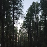Review photo of Ponderosa Campground (AZ) Tonto National Forest by B O., October 3, 2021