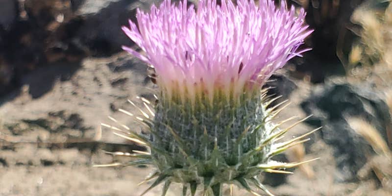 Camper submitted image from N Seven Springs Road - Dispersed Site