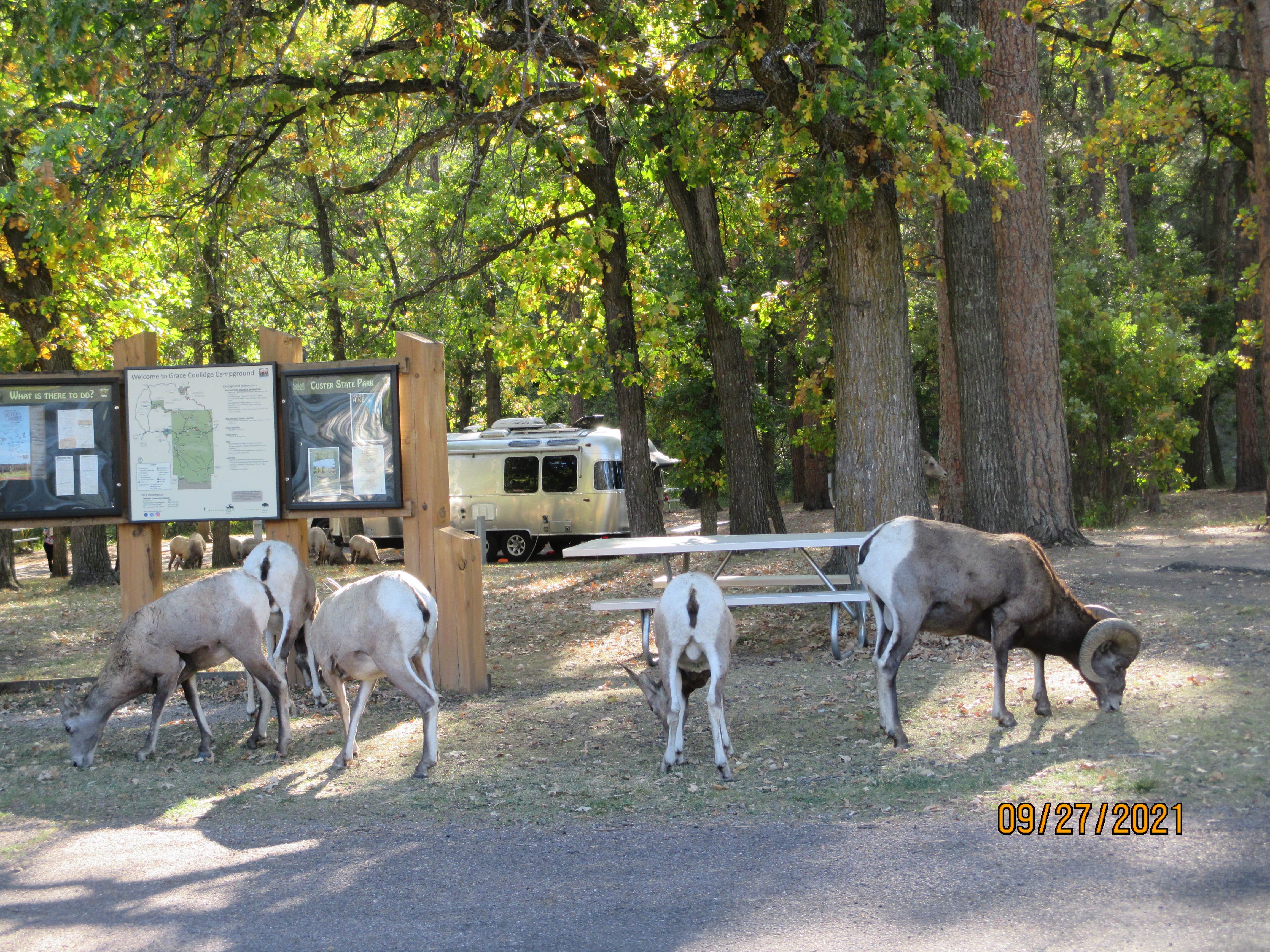 Glenda's photo of camping with pets at Grace Coolidge Campground — Custer State Park near Buffalo Gap, SD