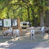 Review photo of Grace Coolidge Campground — Custer State Park by Glenda , October 3, 2021