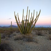 Review photo of Twin Peaks Campground - Organ Pipe Cactus Nat Monument by Sara N., July 2, 2018