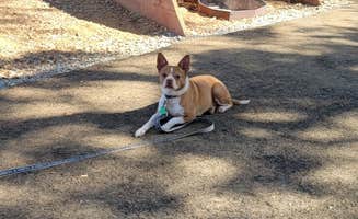 Amanda V.'s photo of camping with pets at Angels Camp Campground and RV near Jamestown, CA