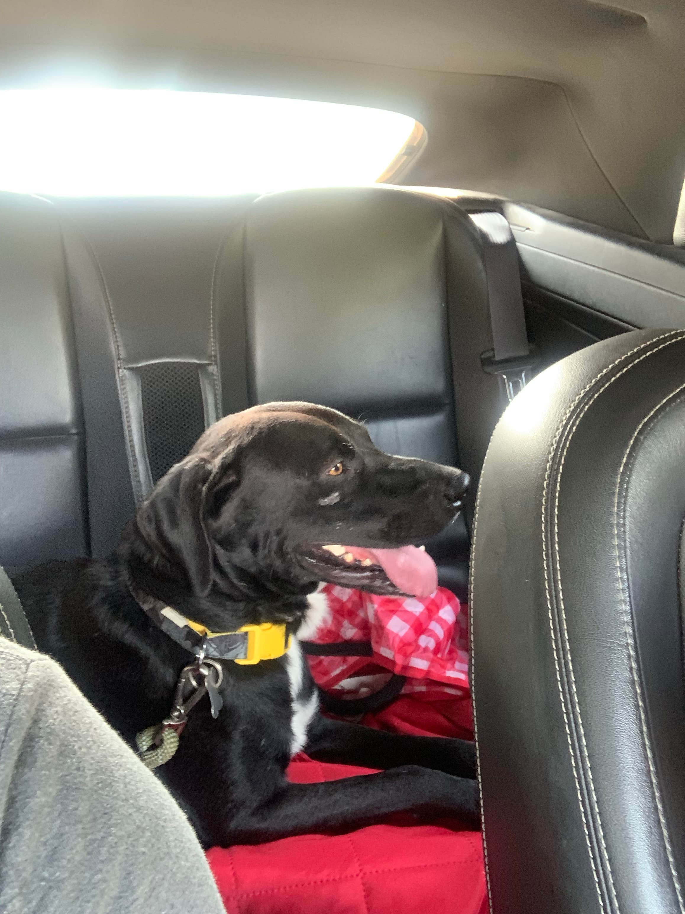 Alejandro G.'s photo of camping with pets at Live Oak — Lake Mineral Wells State Park near Newark, TX