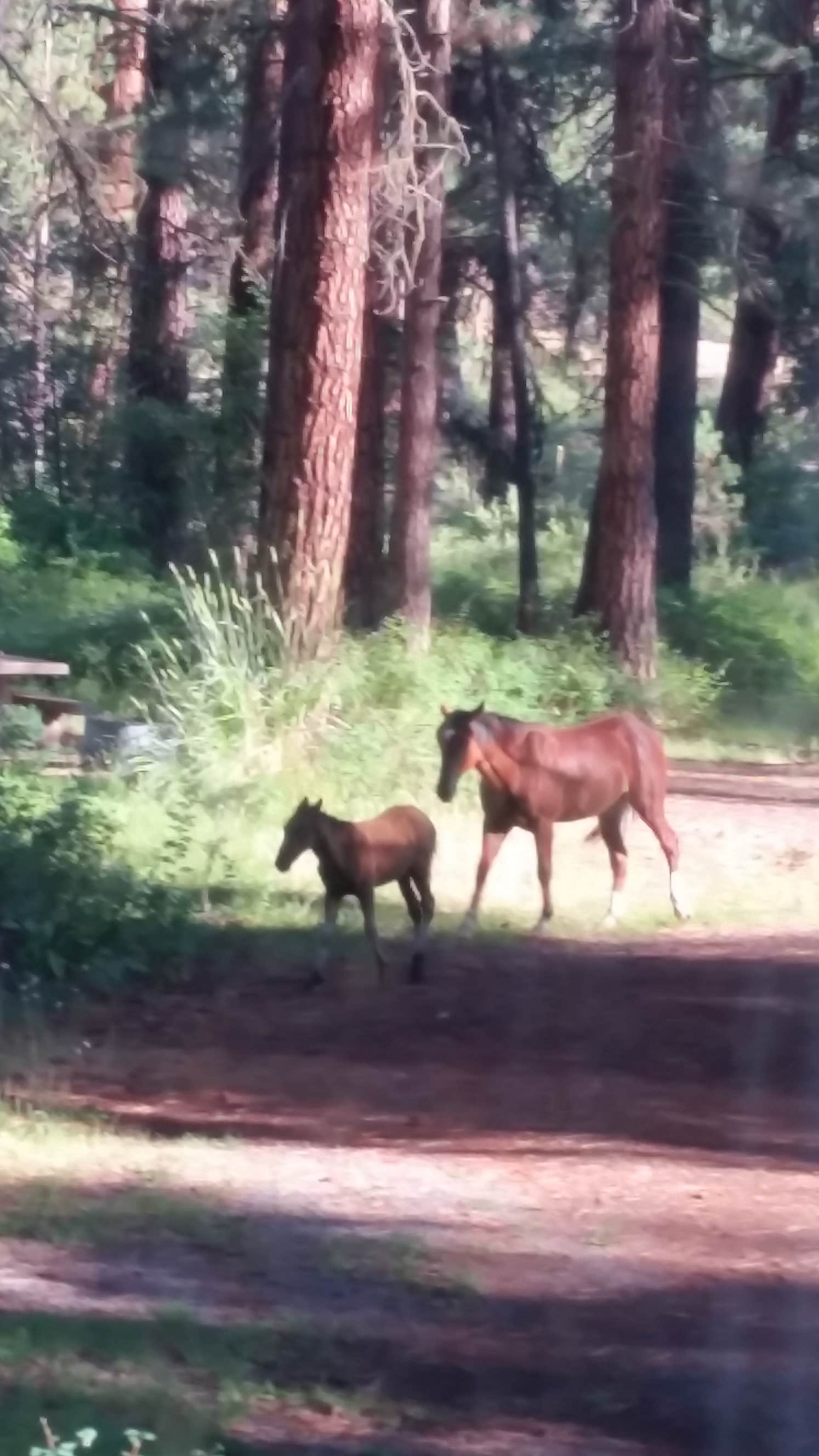 Camper-submitted photo at Oregon Mine Campground near Kimberly, OR
