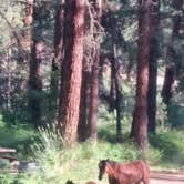 Review photo of Oregon Mine Campground by Patty R., July 2, 2018