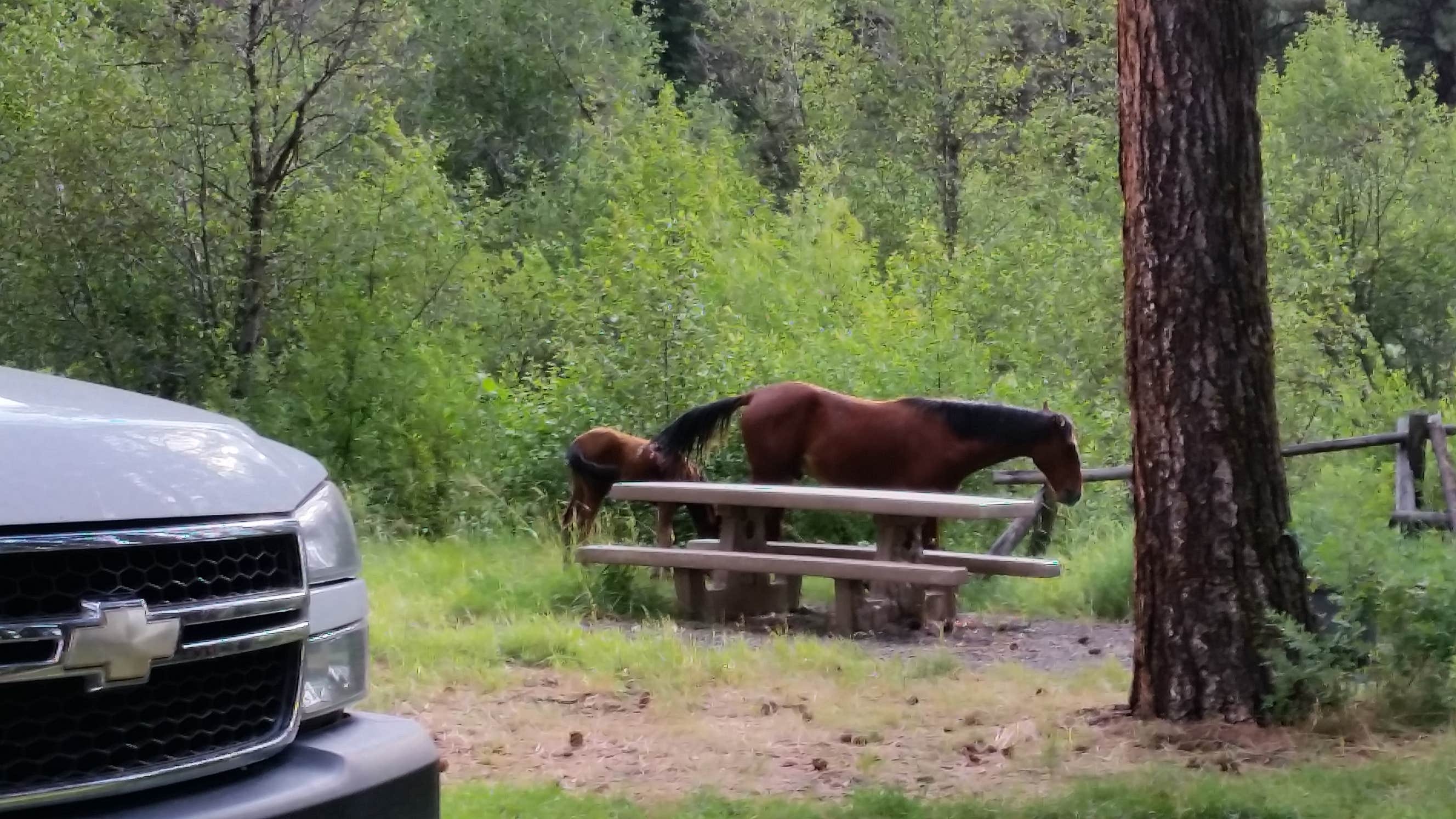 Camper-submitted photo at Oregon Mine Campground near Kimberly, OR